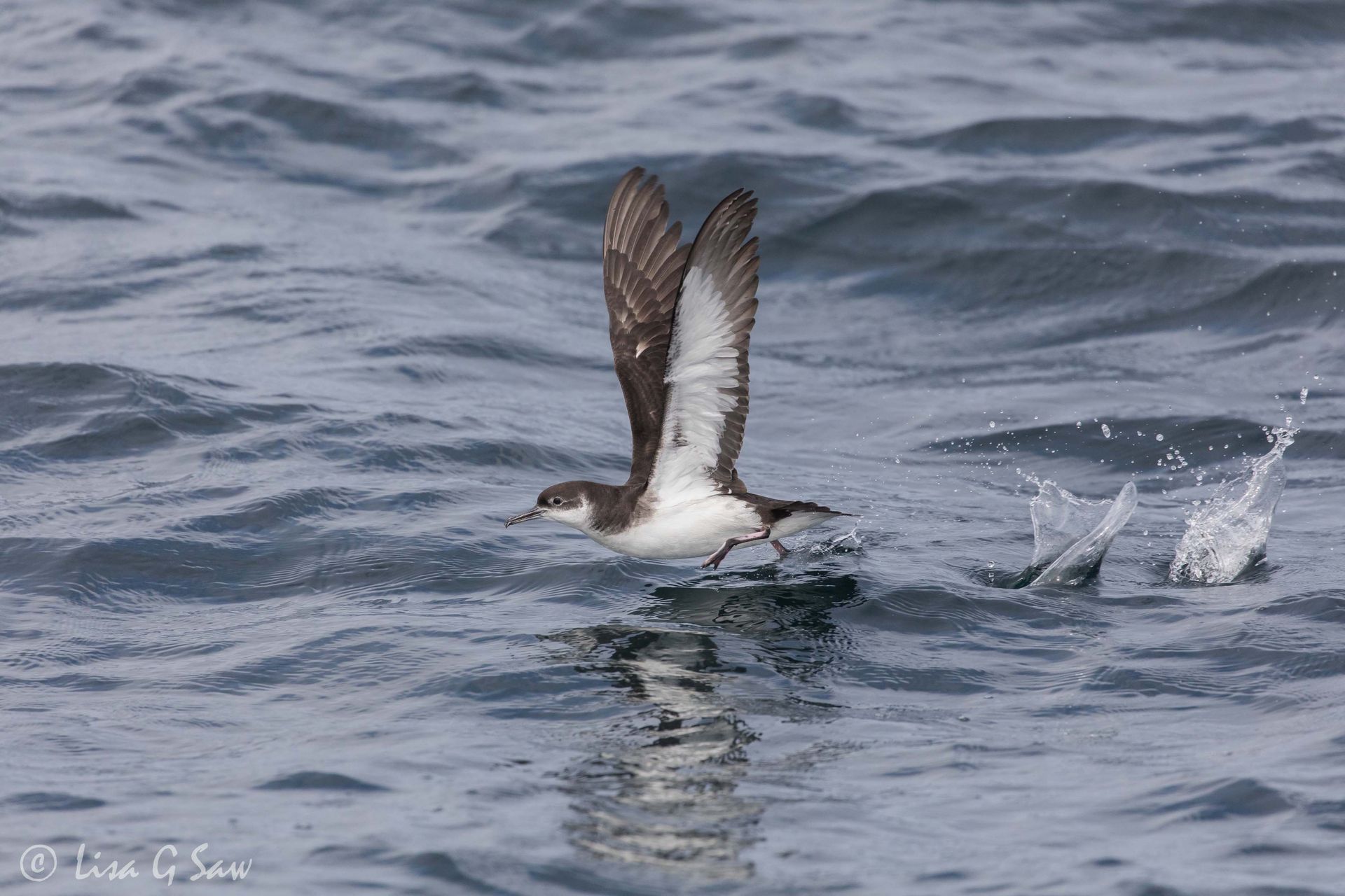 Manx Shearwater running on water to take off