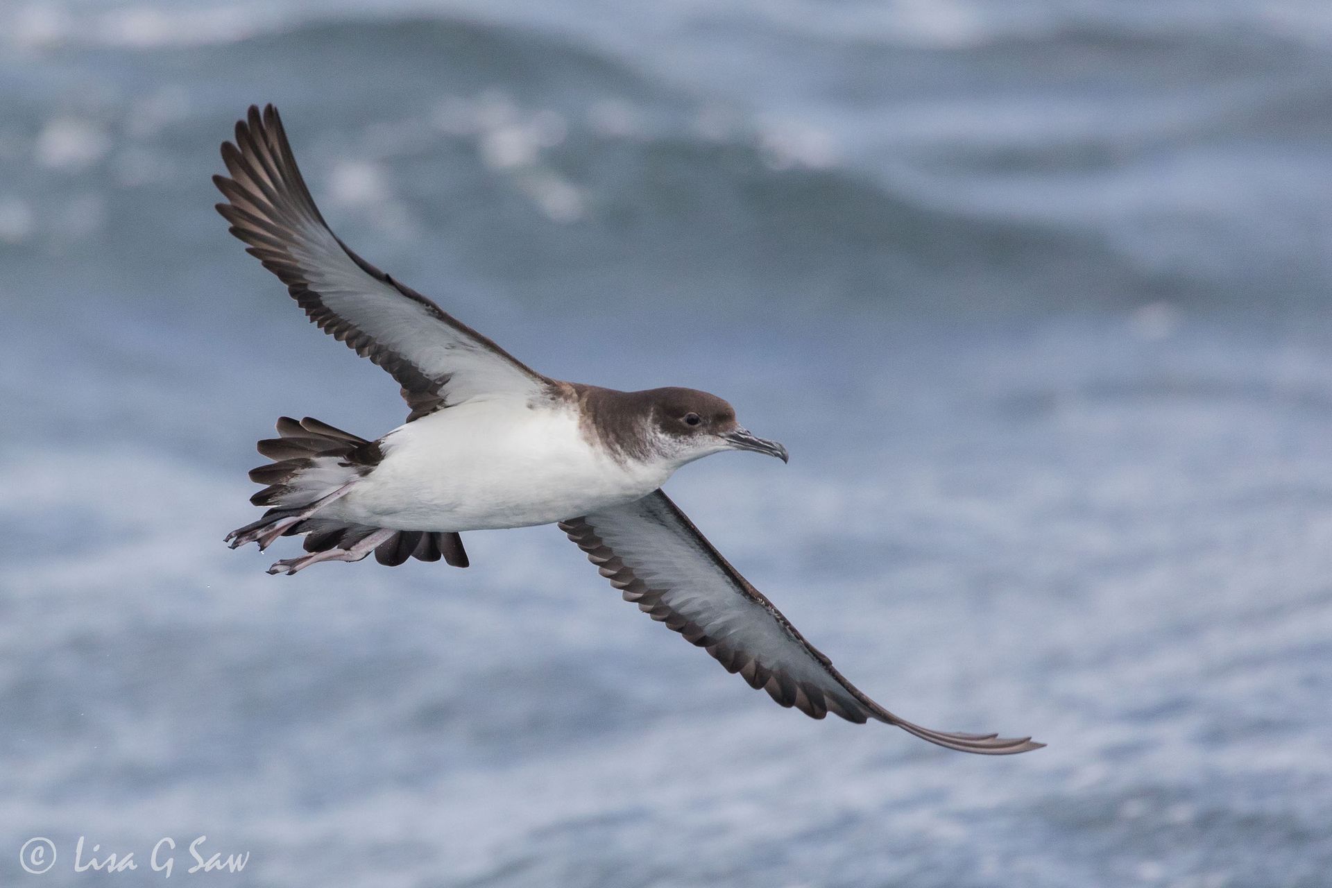 Manx Shearwater flying