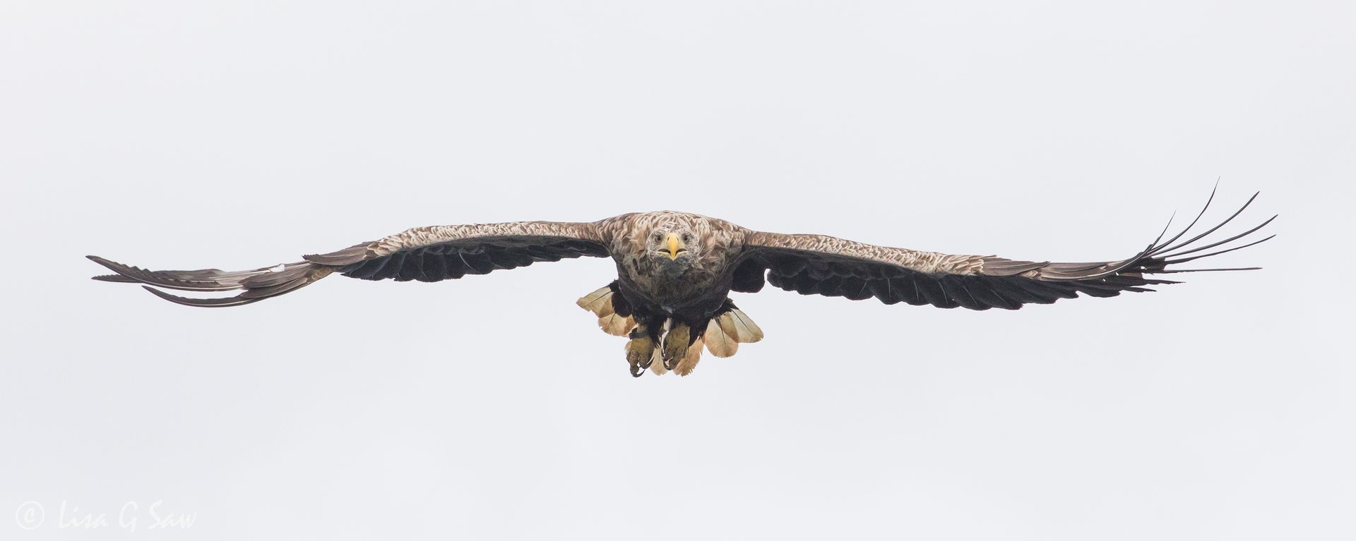 White Tailed Eagle flying towards me with wings outstretched