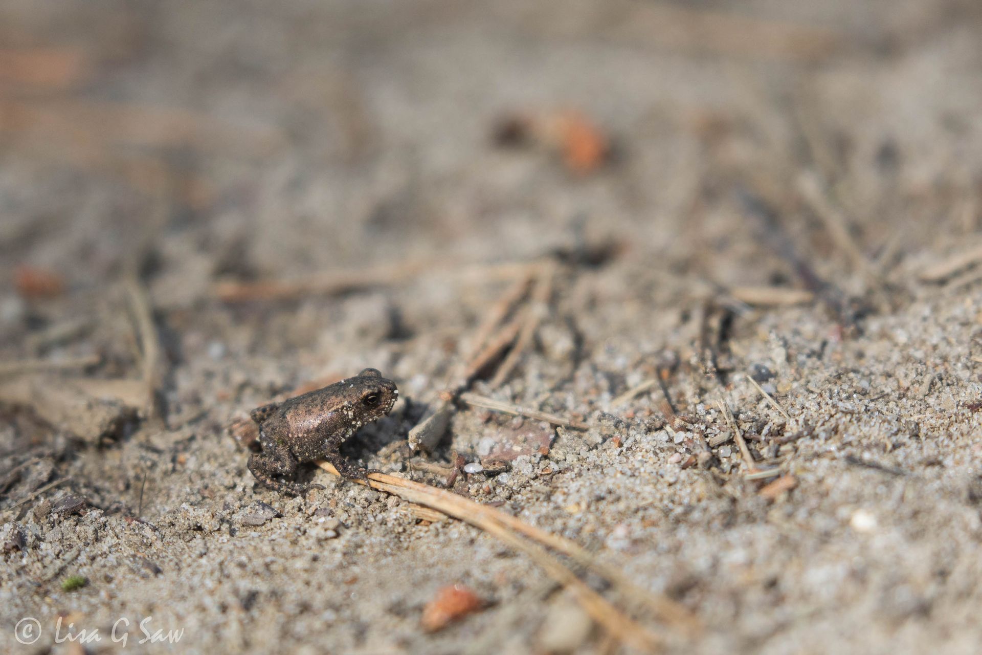 Tiny toadlet on a path