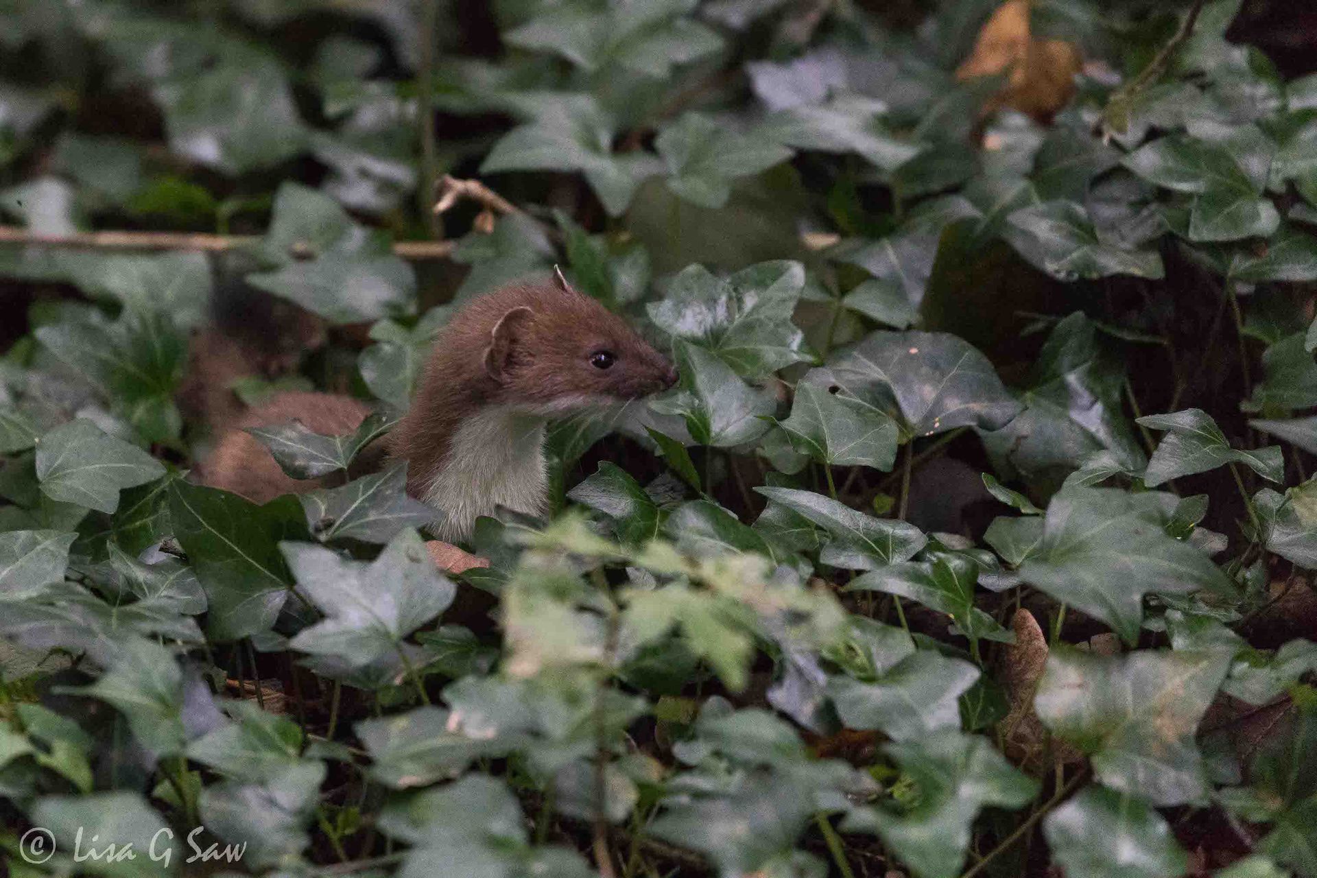 Stoat kit amongst the Ivy
