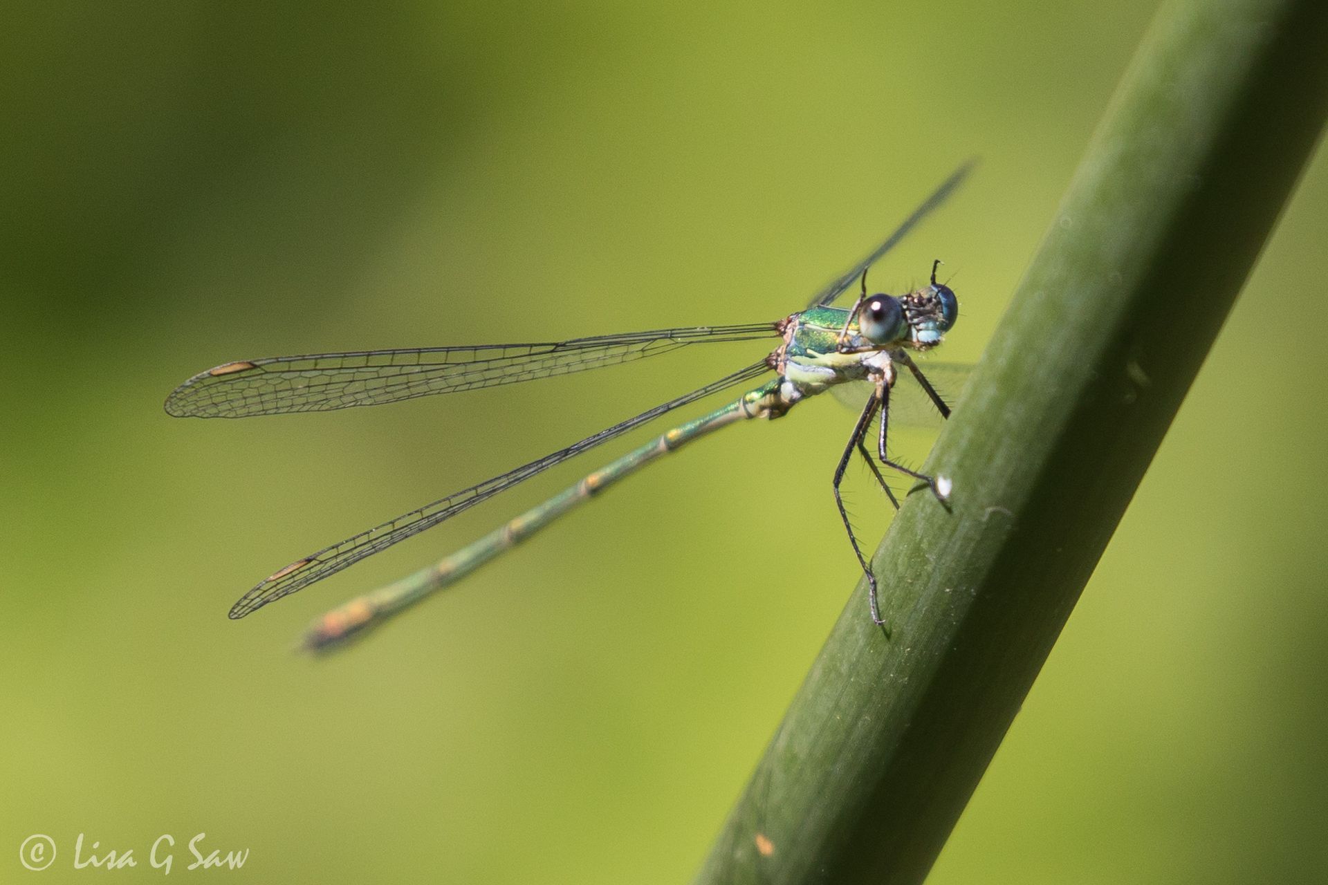 Willow Emerald Damselfly