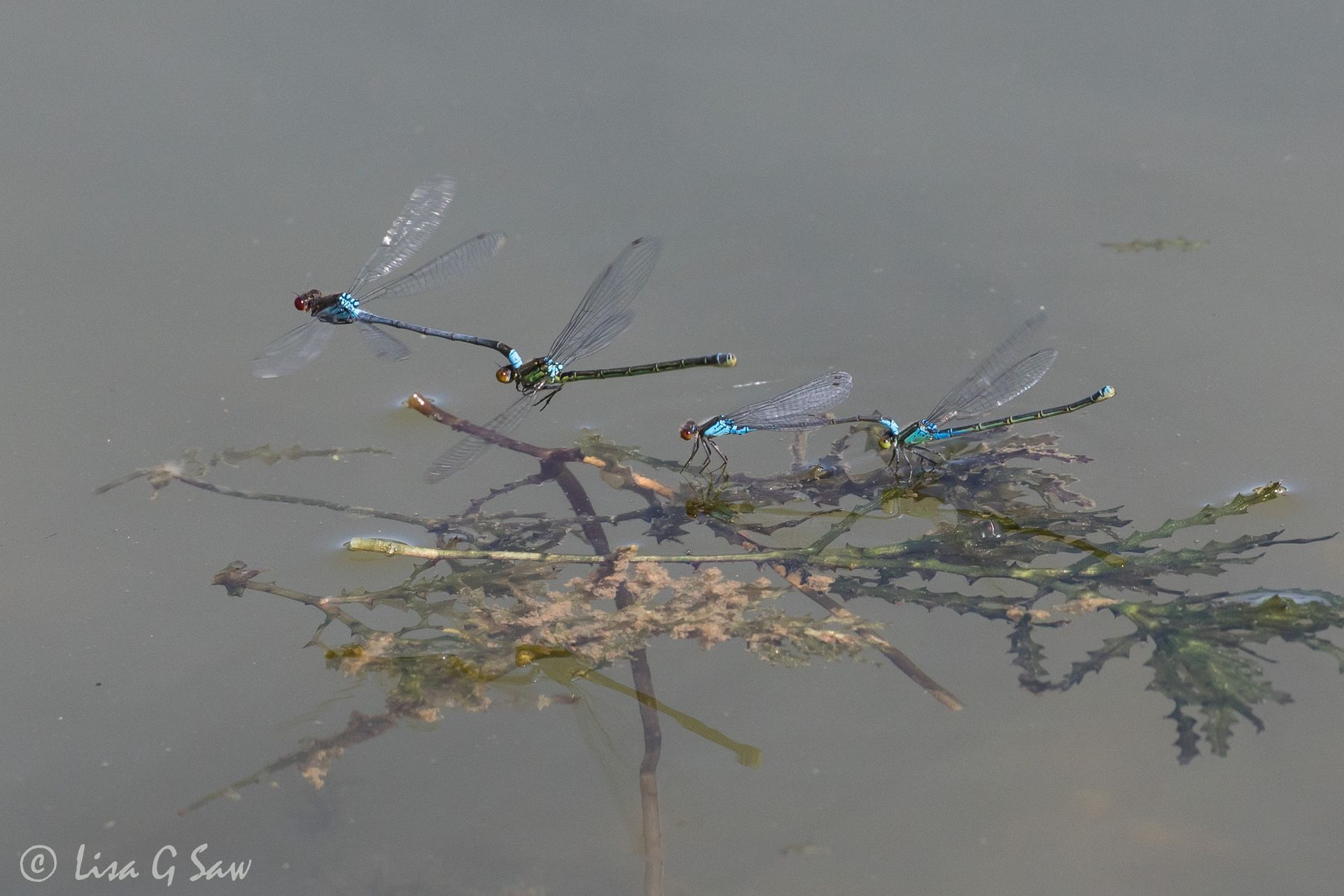 Two pairs of Red-Eye Damselflies in tandem