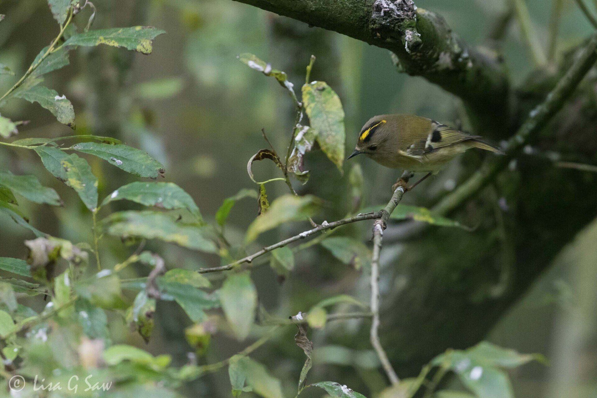 Goldcrest at WWT Caerlaverock