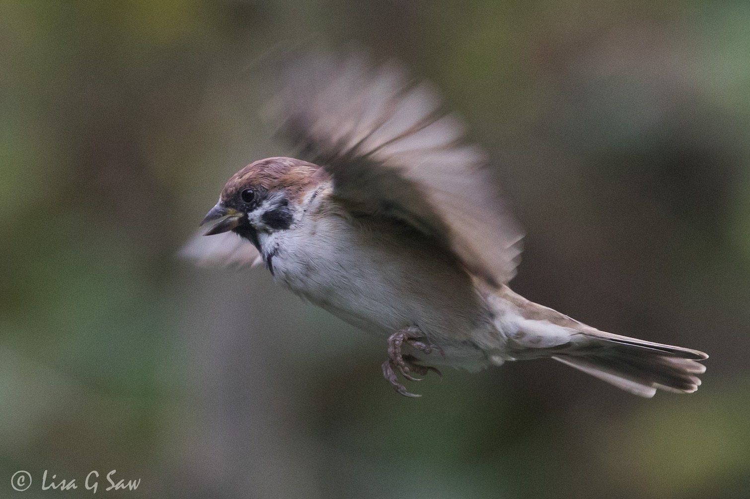 Tree Sparrow at WWT Caerlaverock