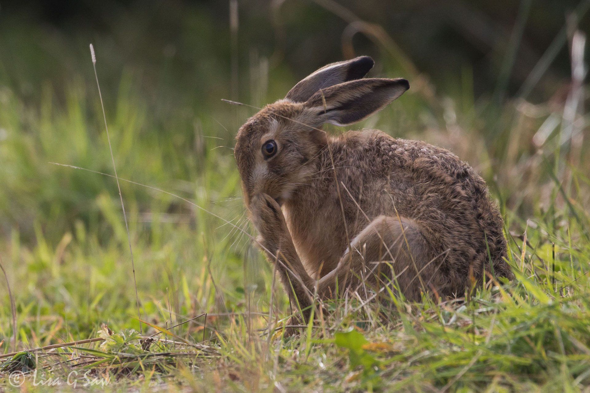 Hare scratching at WWT Caerlaverock