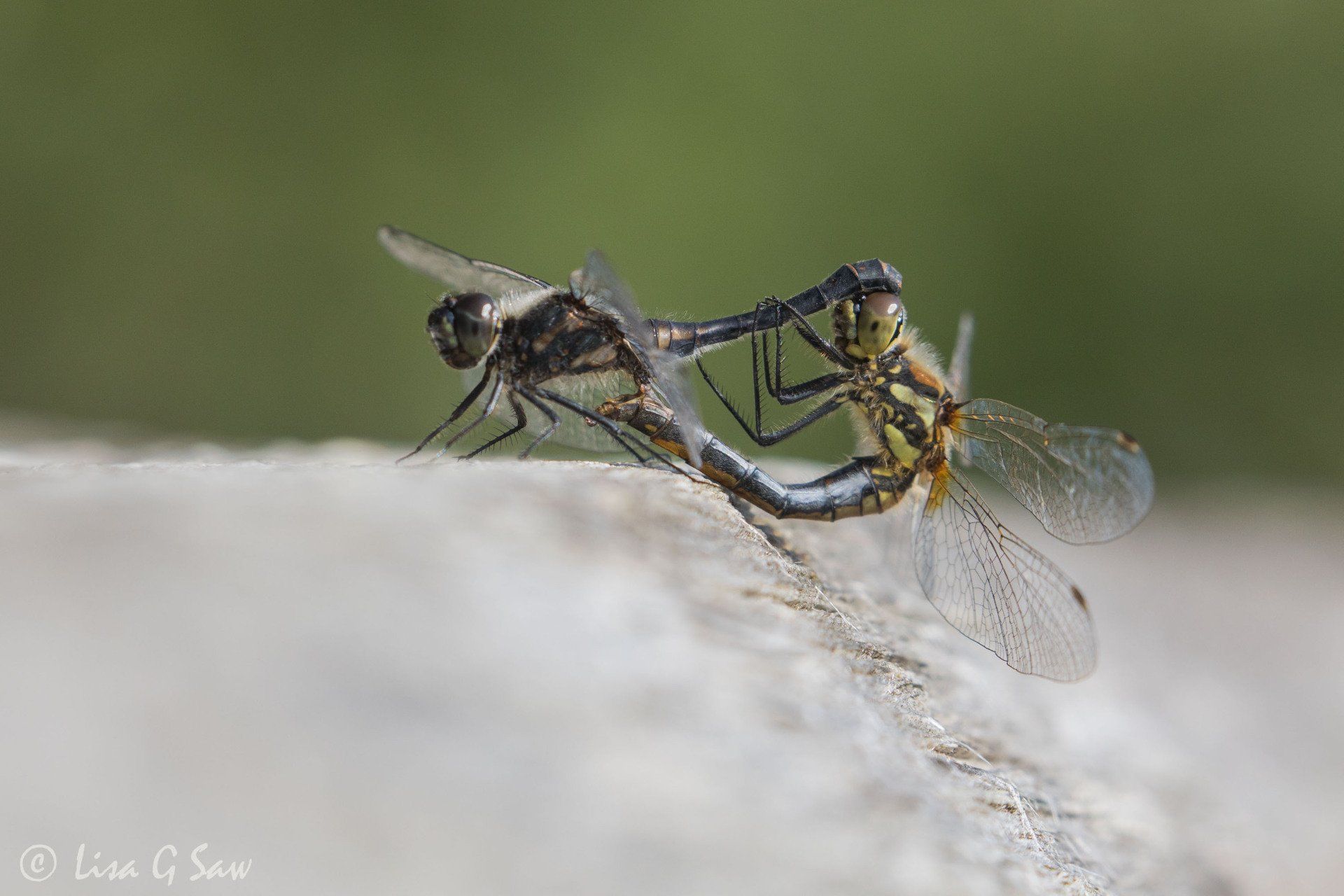 Black Darters in mating wheel
