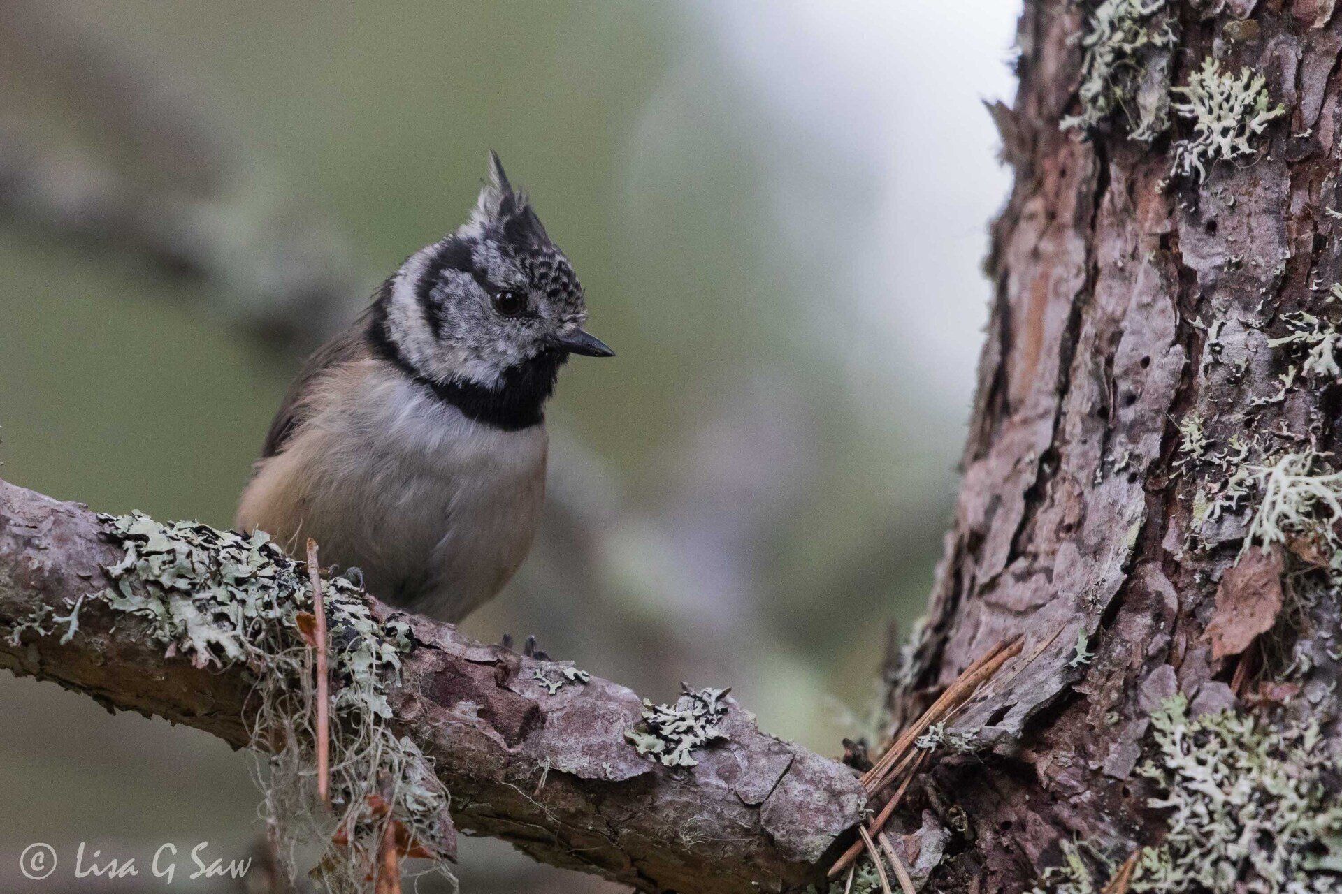 Crested Tit