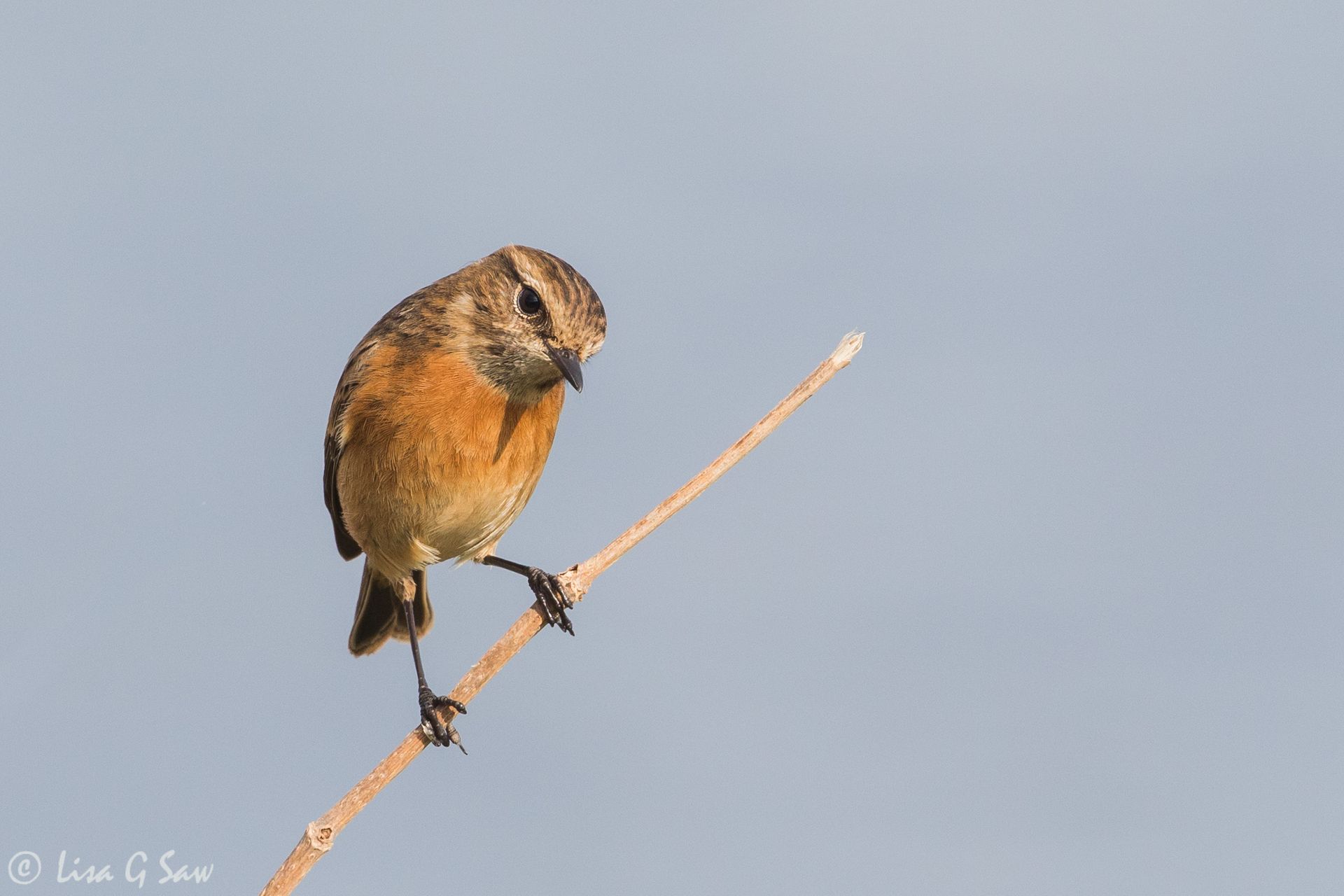 Female Stonechat on perch looking down
