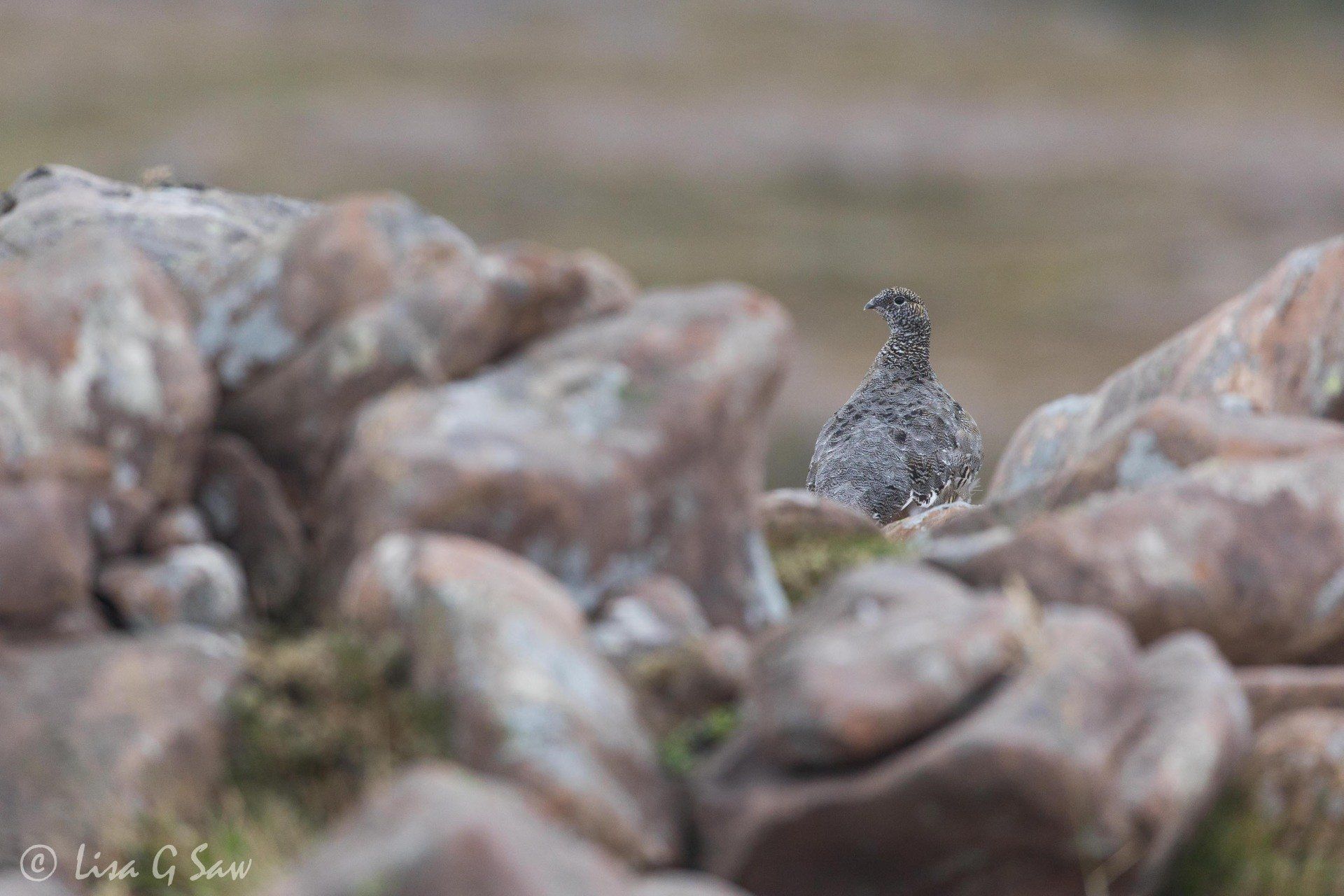 Female Ptarmigan