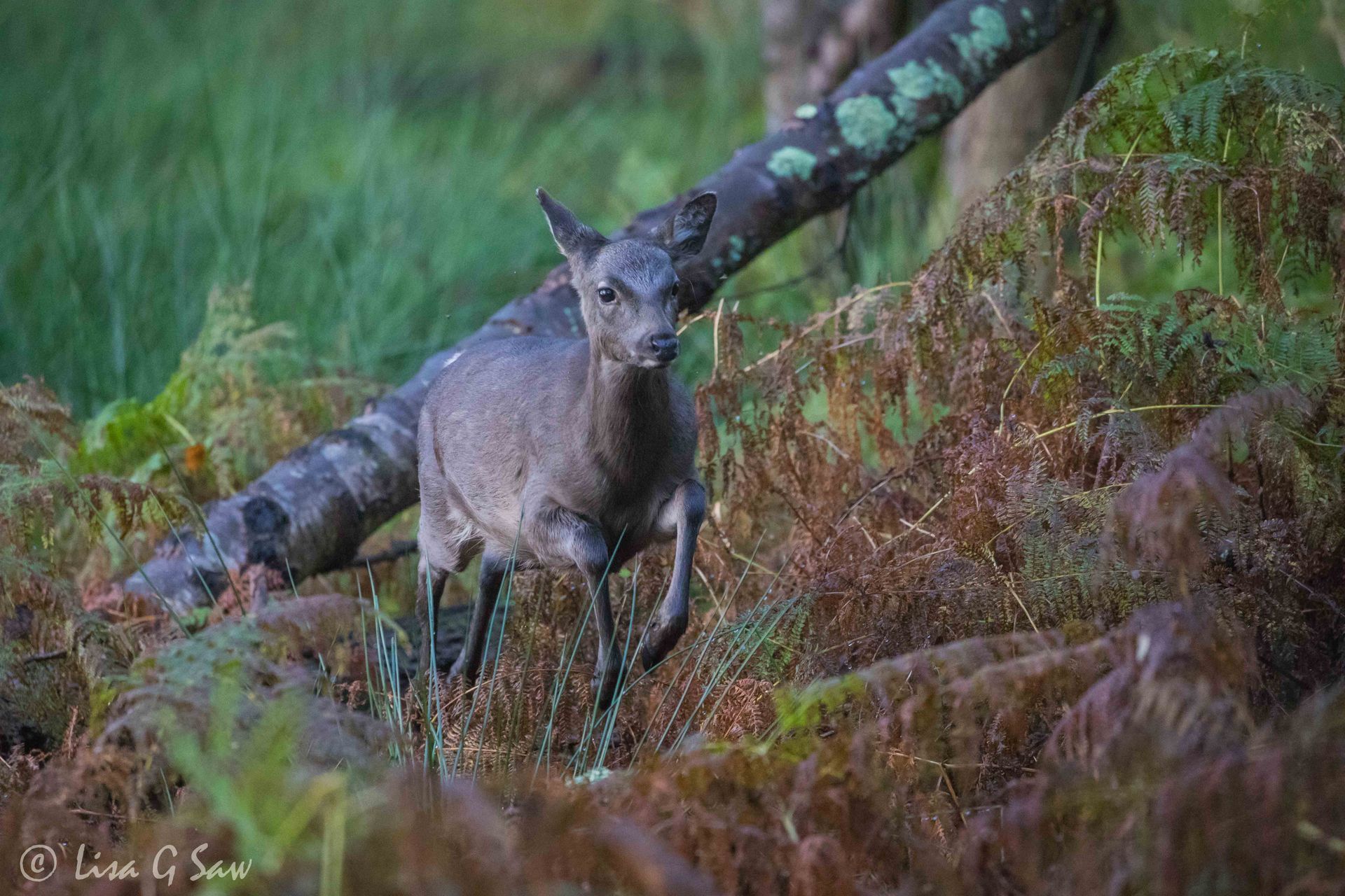 Sika Deer running, Broiwnsea Island