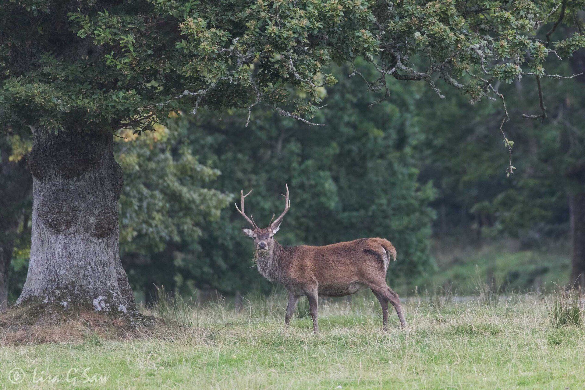 Red Deer Stag in Western Highlands