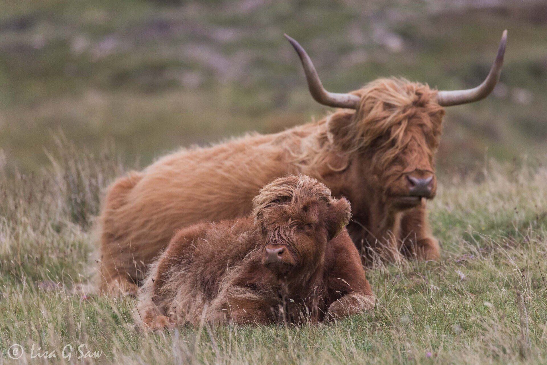 Highland Cow and Calf