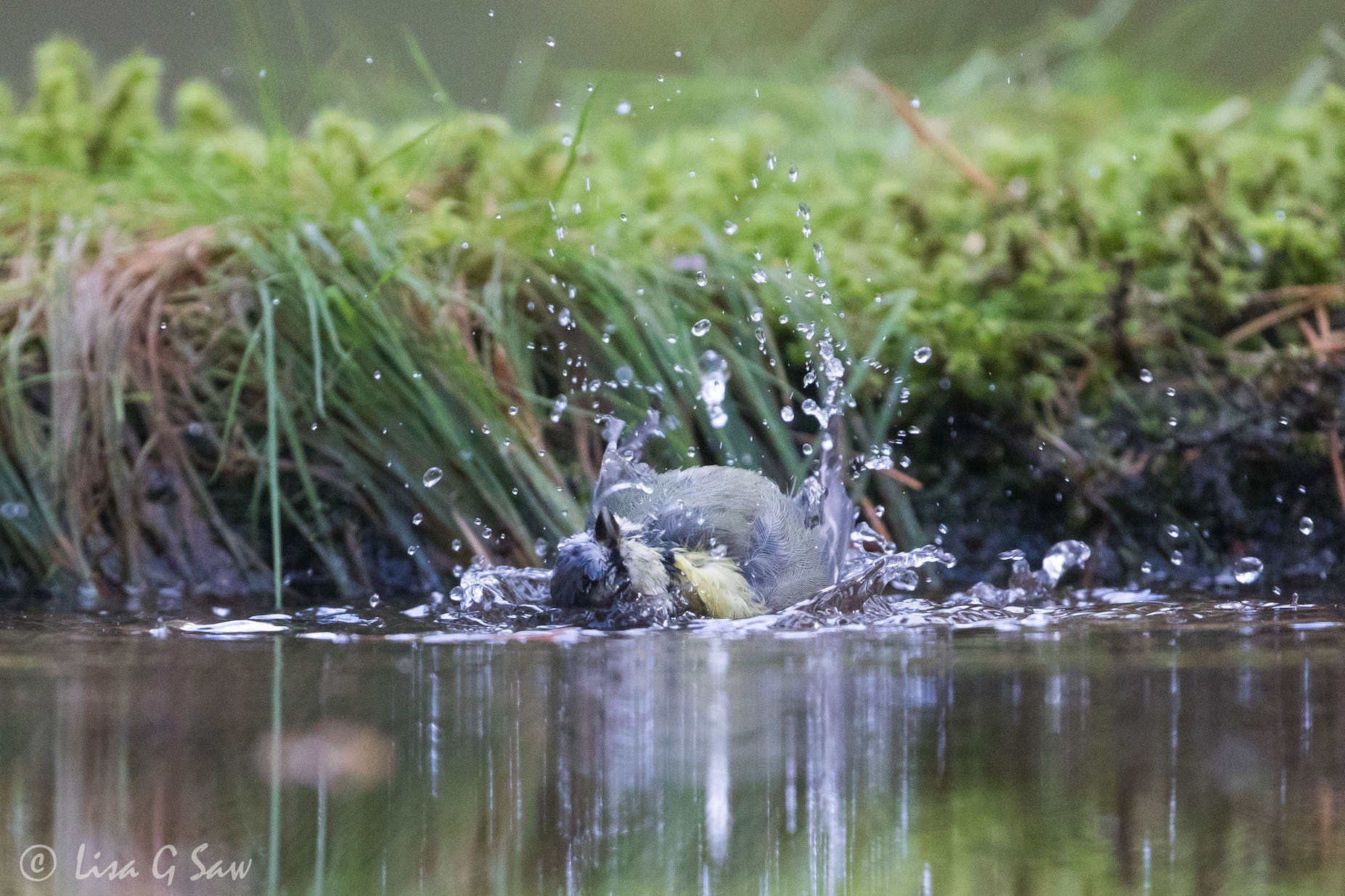 Bathing Blue Tit