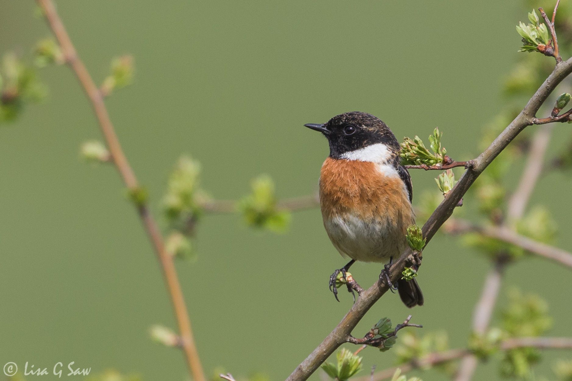 Male Stonechat with green background