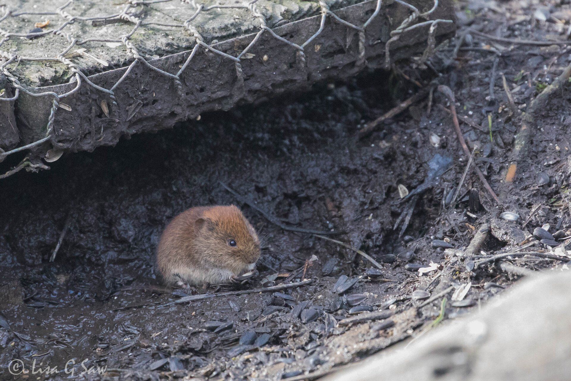 Bank Vole WWT Caerlaverock