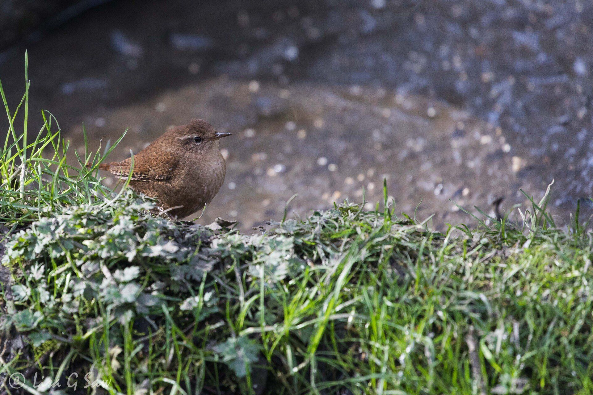 Wren WWT Caerlaverock