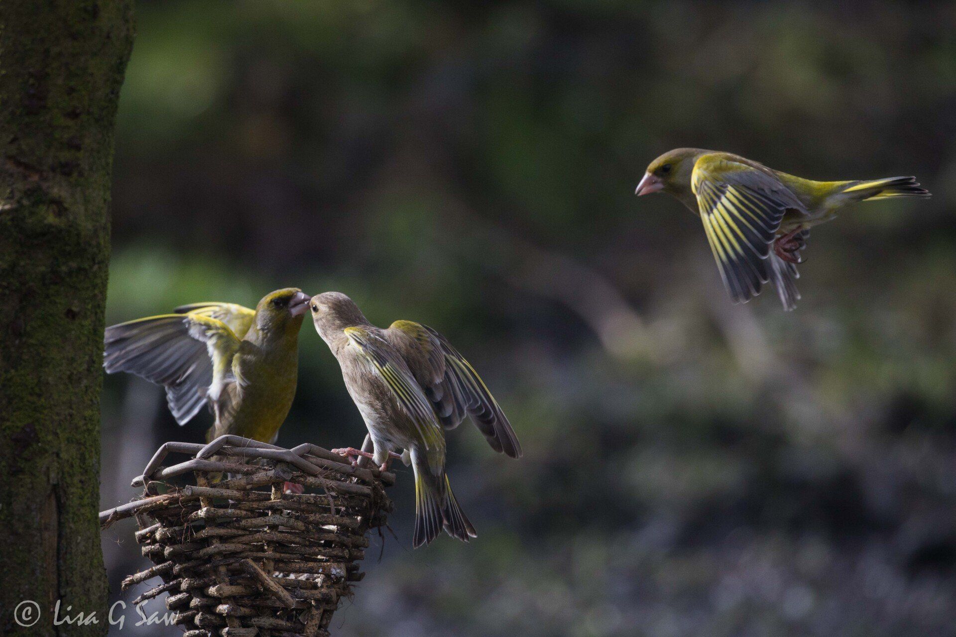 Greenfinches at bird feeder WWT Caerlaverock
