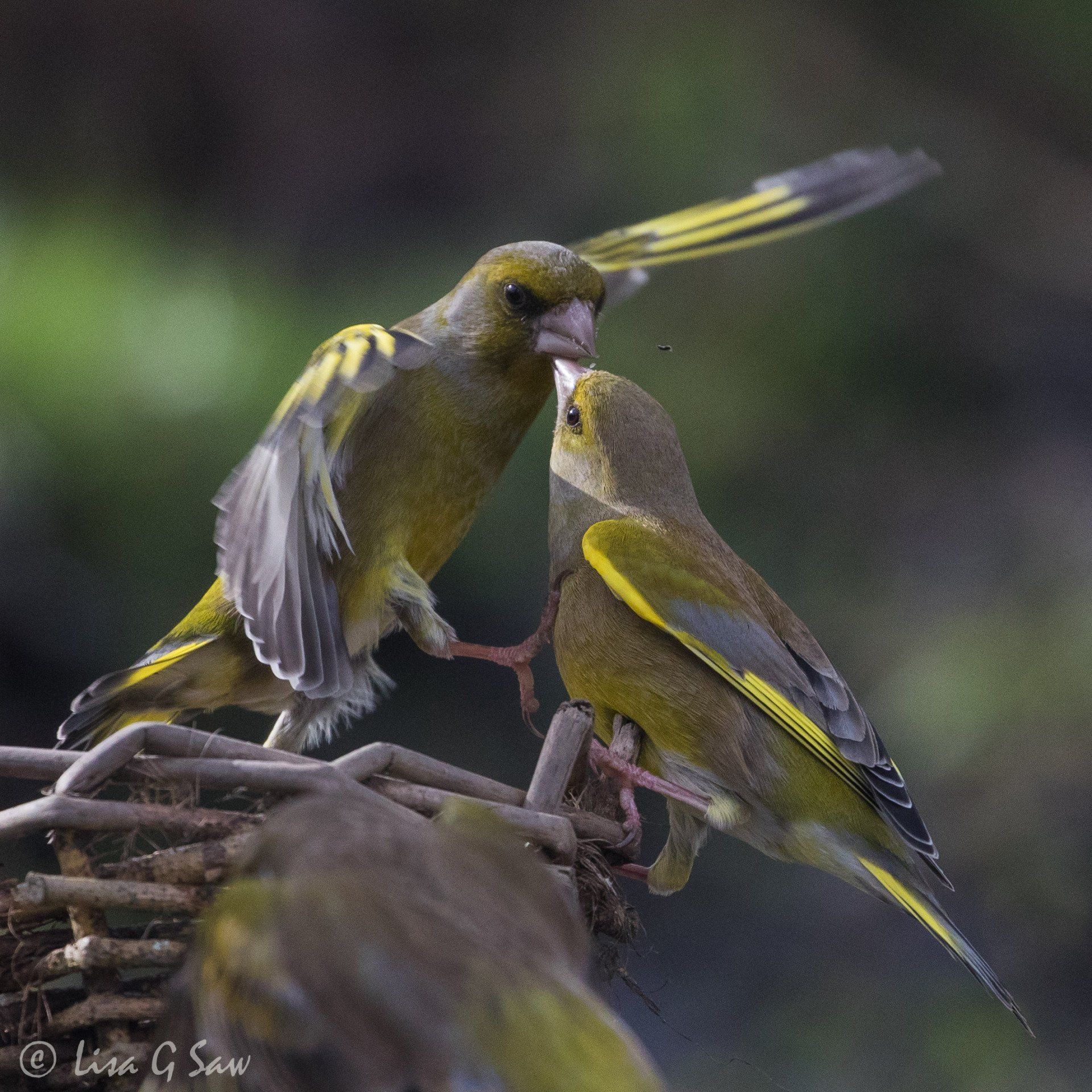 Two Male Greenfinches WWT Caerlaverock