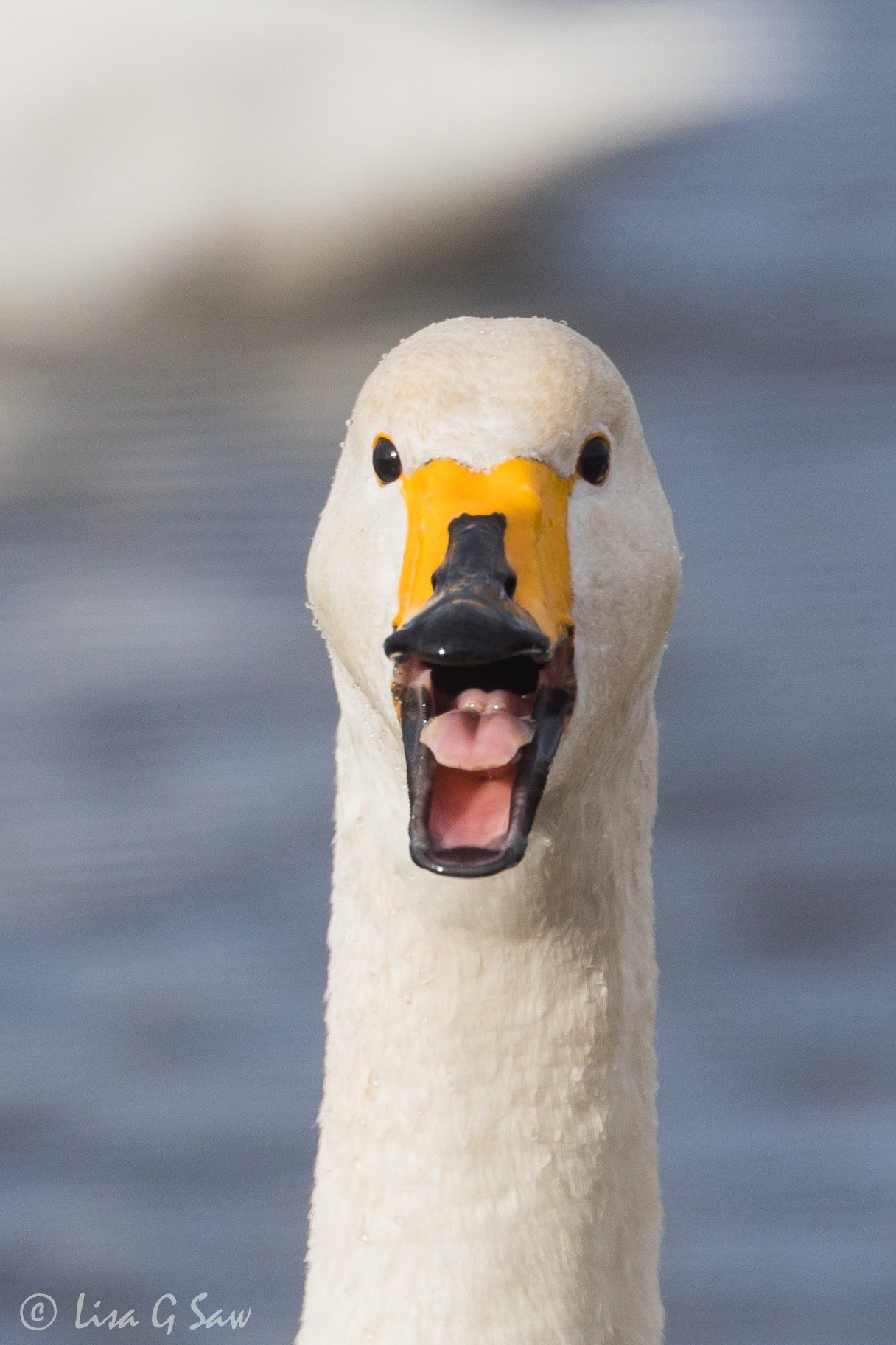 Whooper Swan WWT Caerlaverock