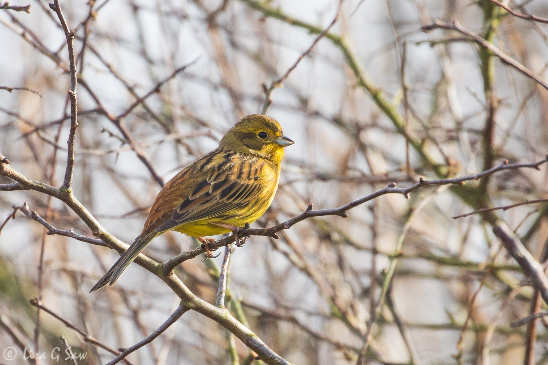 Yellowhammer