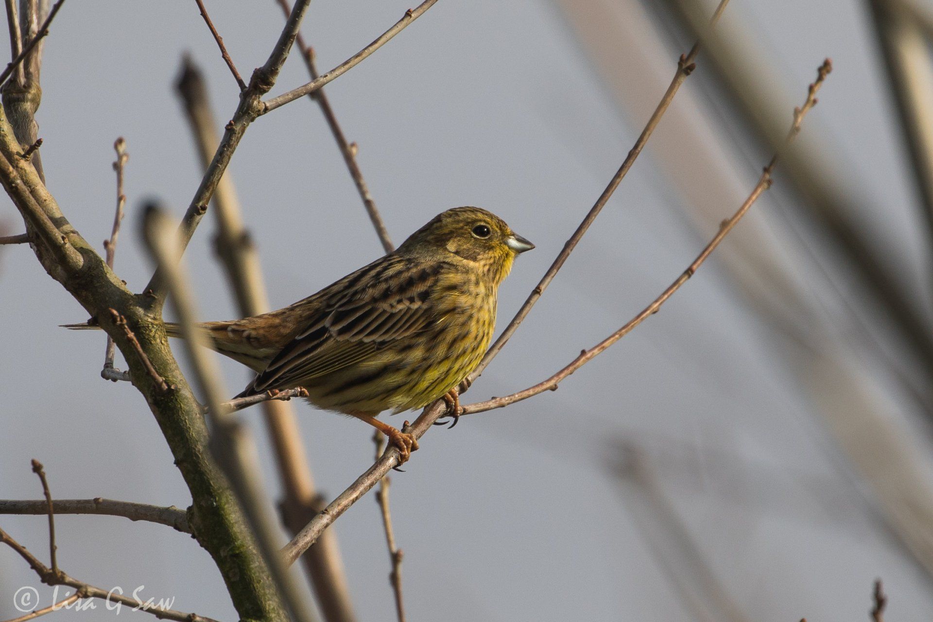 Female Yellowhammer at WWT Caerlaverock