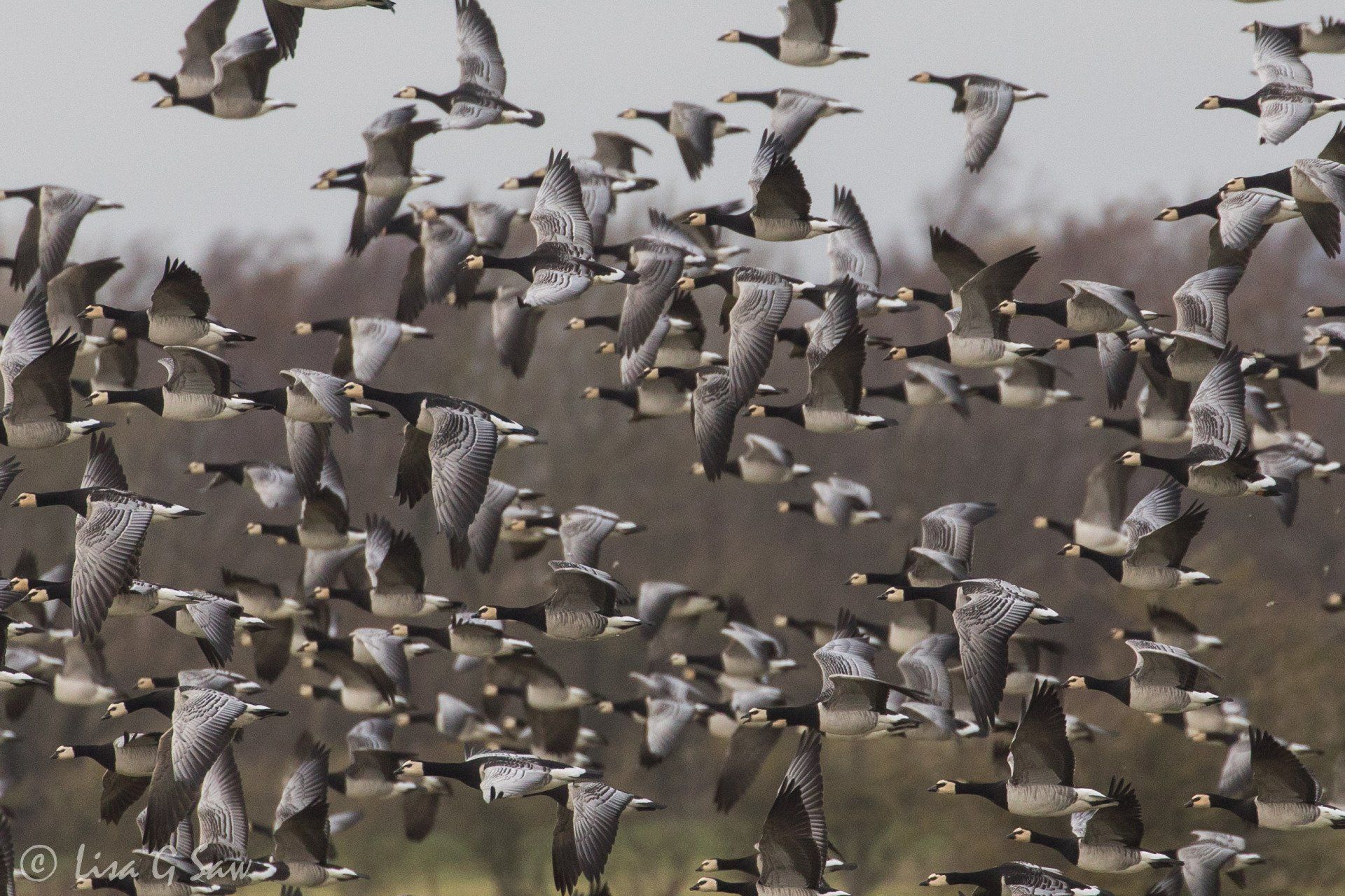 Flock of Barnacle Geese at WWT Caerlaverock
