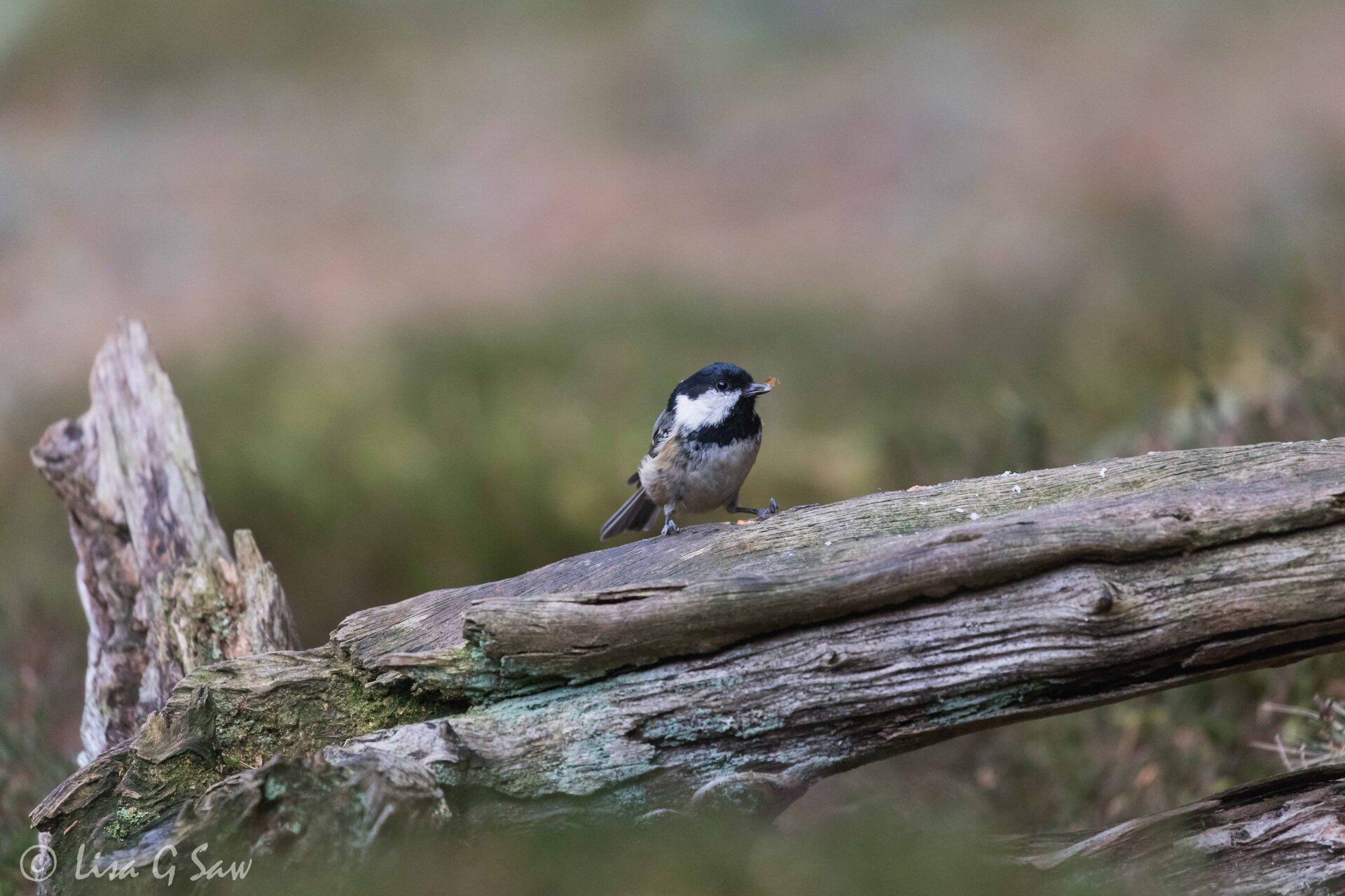 Coat Tit on branch
