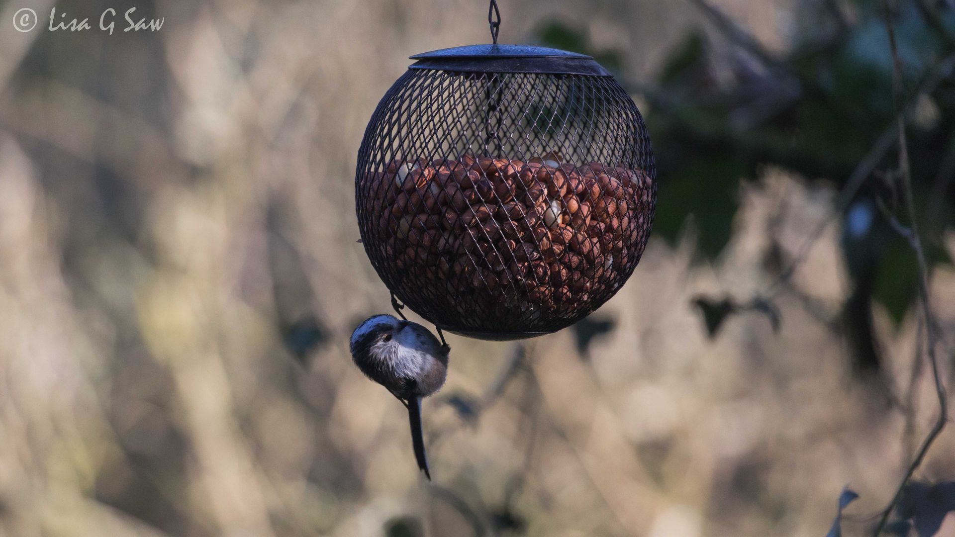 Long Tailed Blue Tit on a Bird Feeder