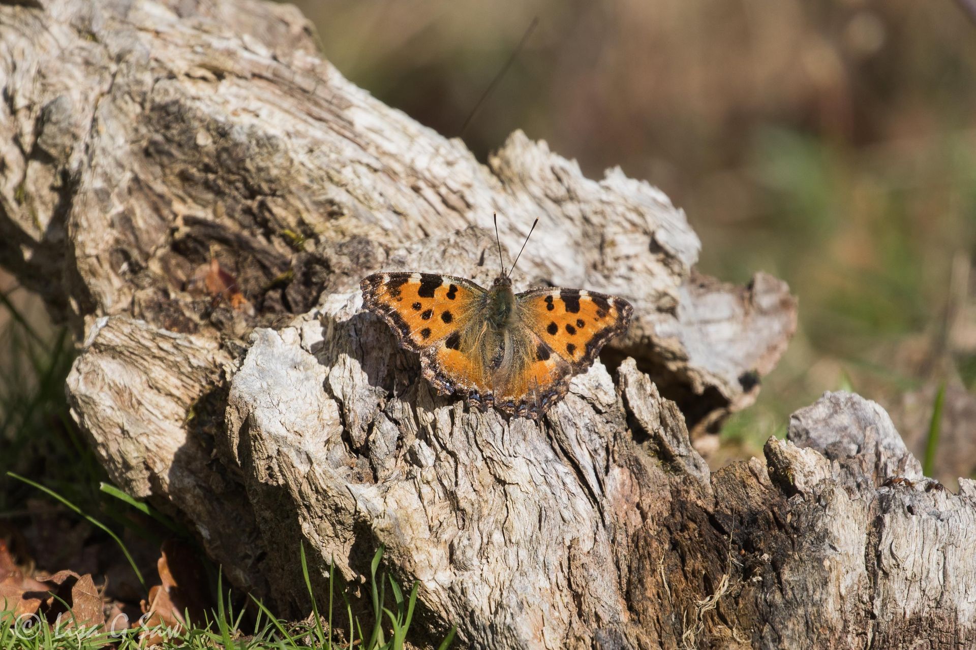 Large Tortoiseshell butterfly with wings open