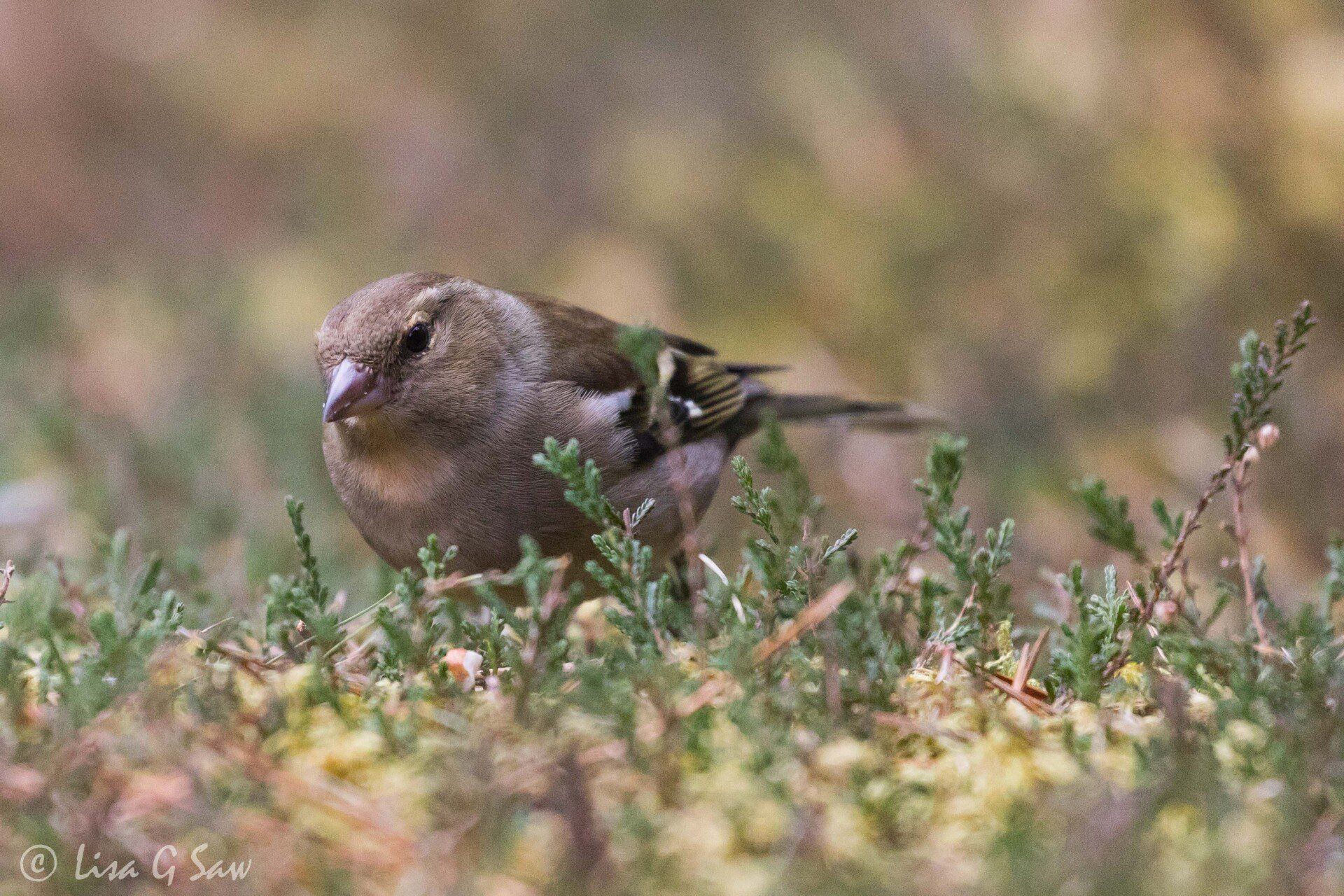 Female Chaffinch