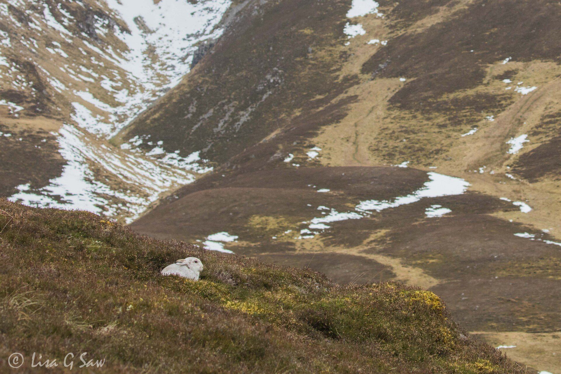 White Mountain Hare in winter pelage with snow in background