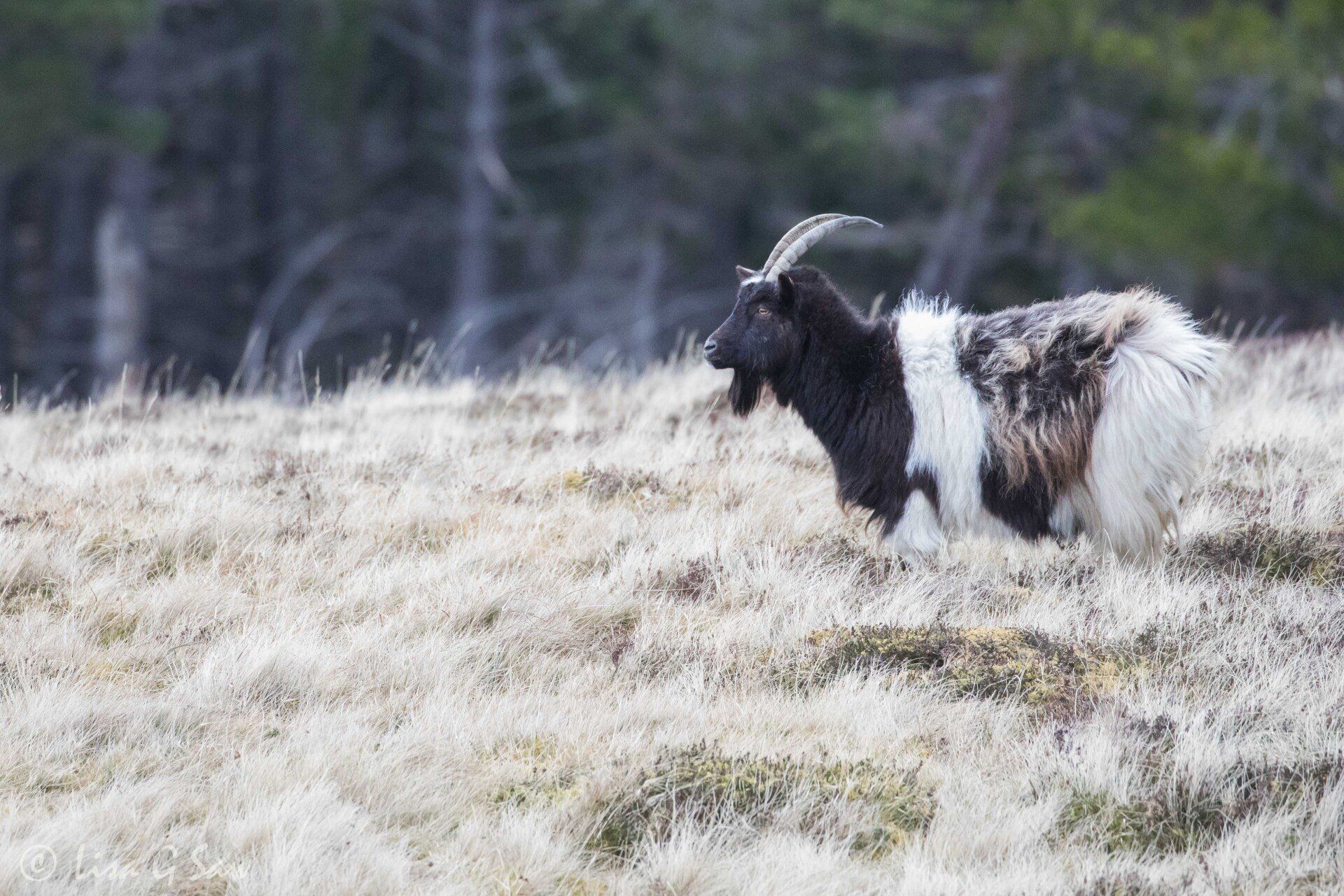 Adult Long-Horned Mountain Goat