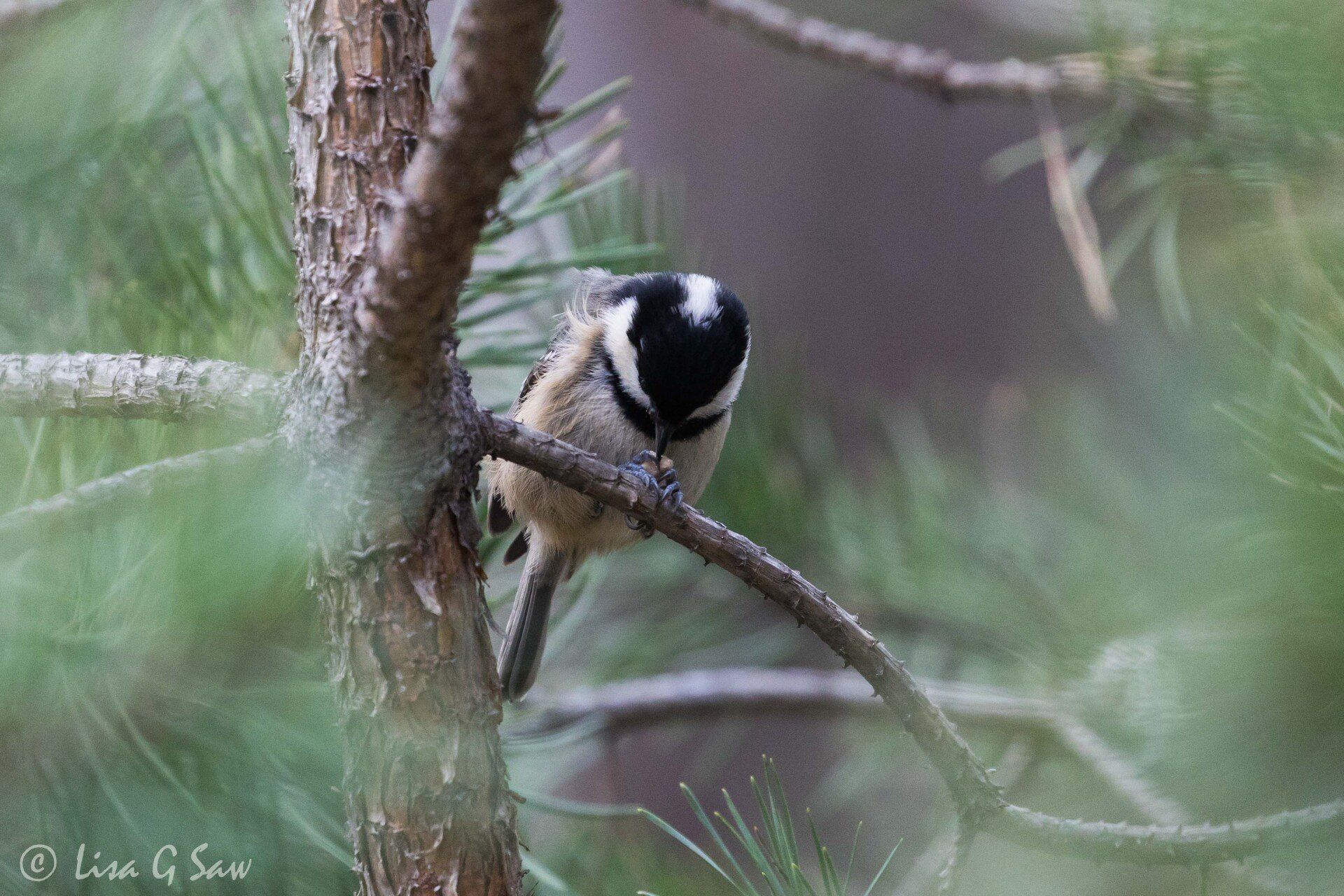 Coat Tit eating in pine tree