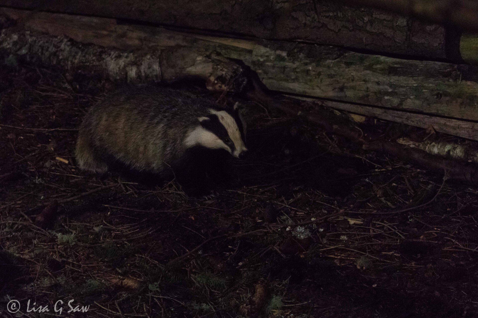Badger at night