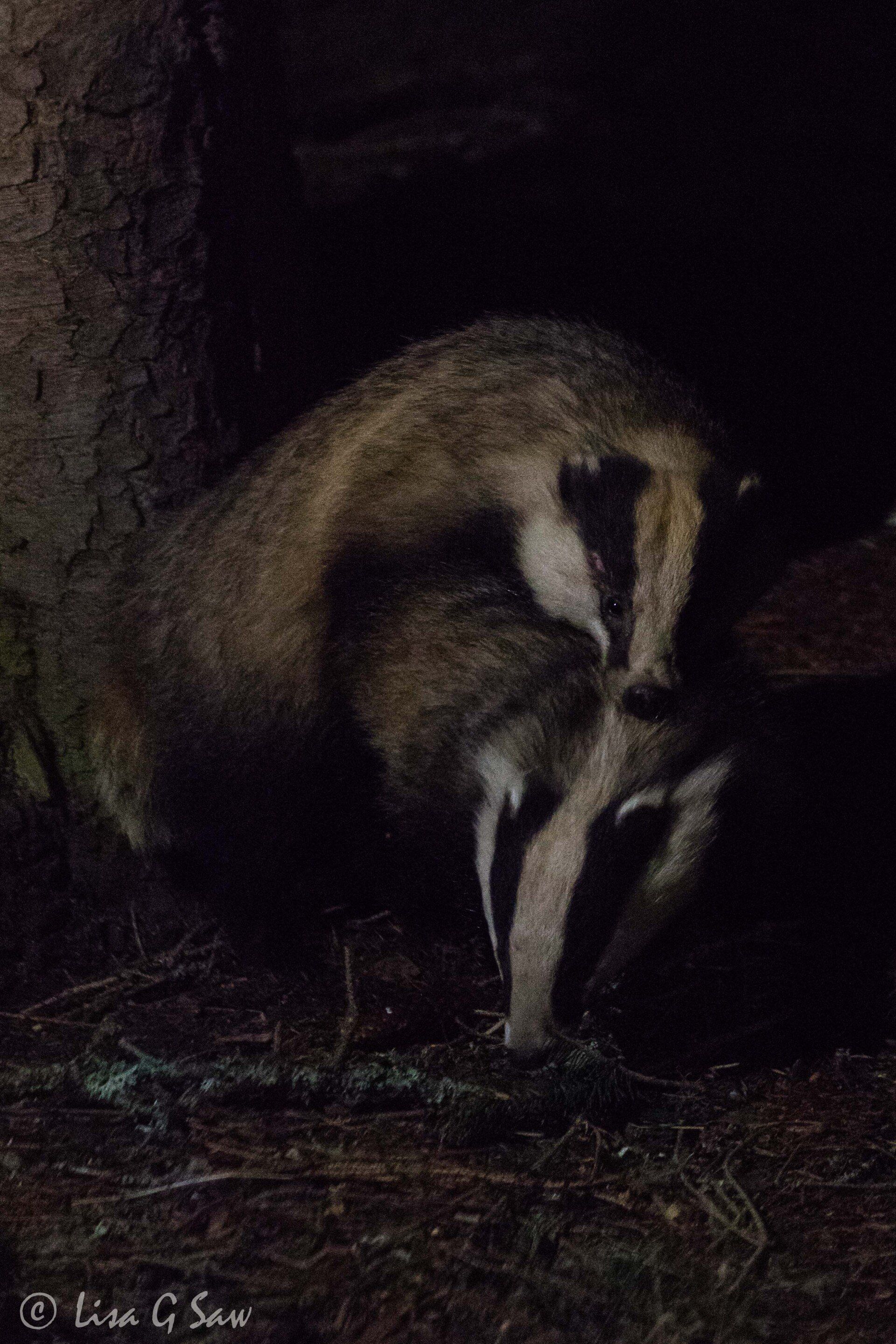 Badgers mating at night