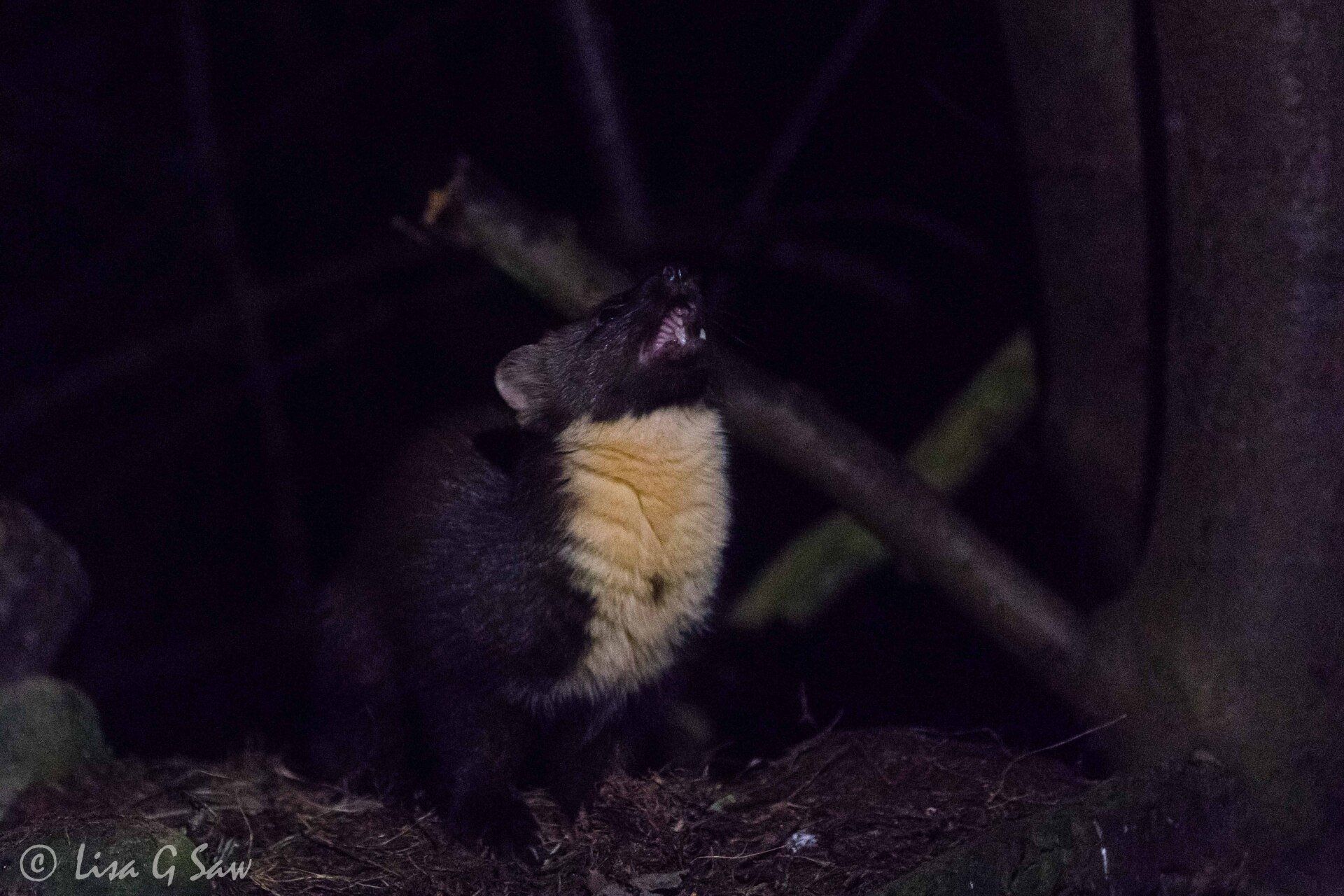 Pine Marten at night