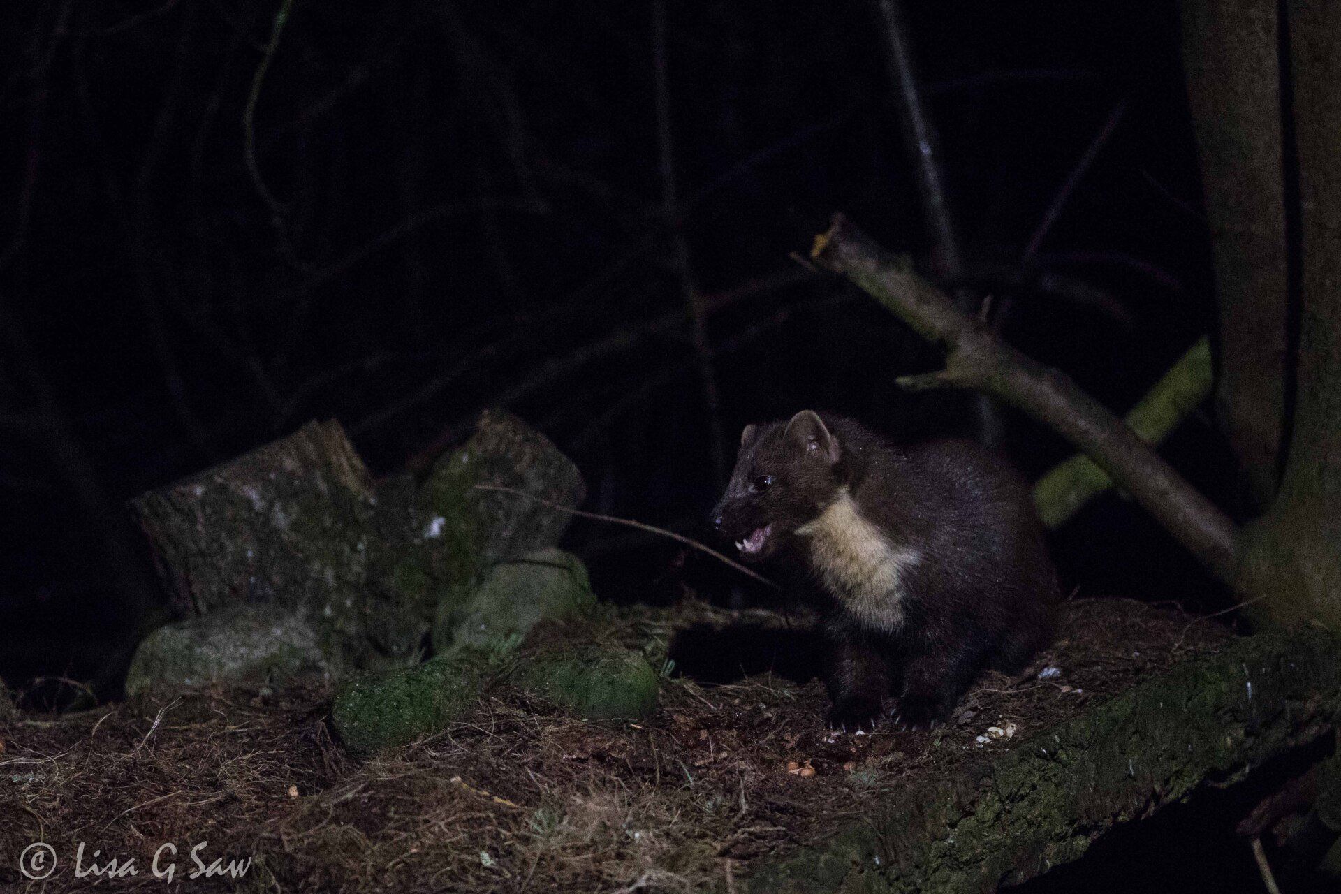Pine Marten at night