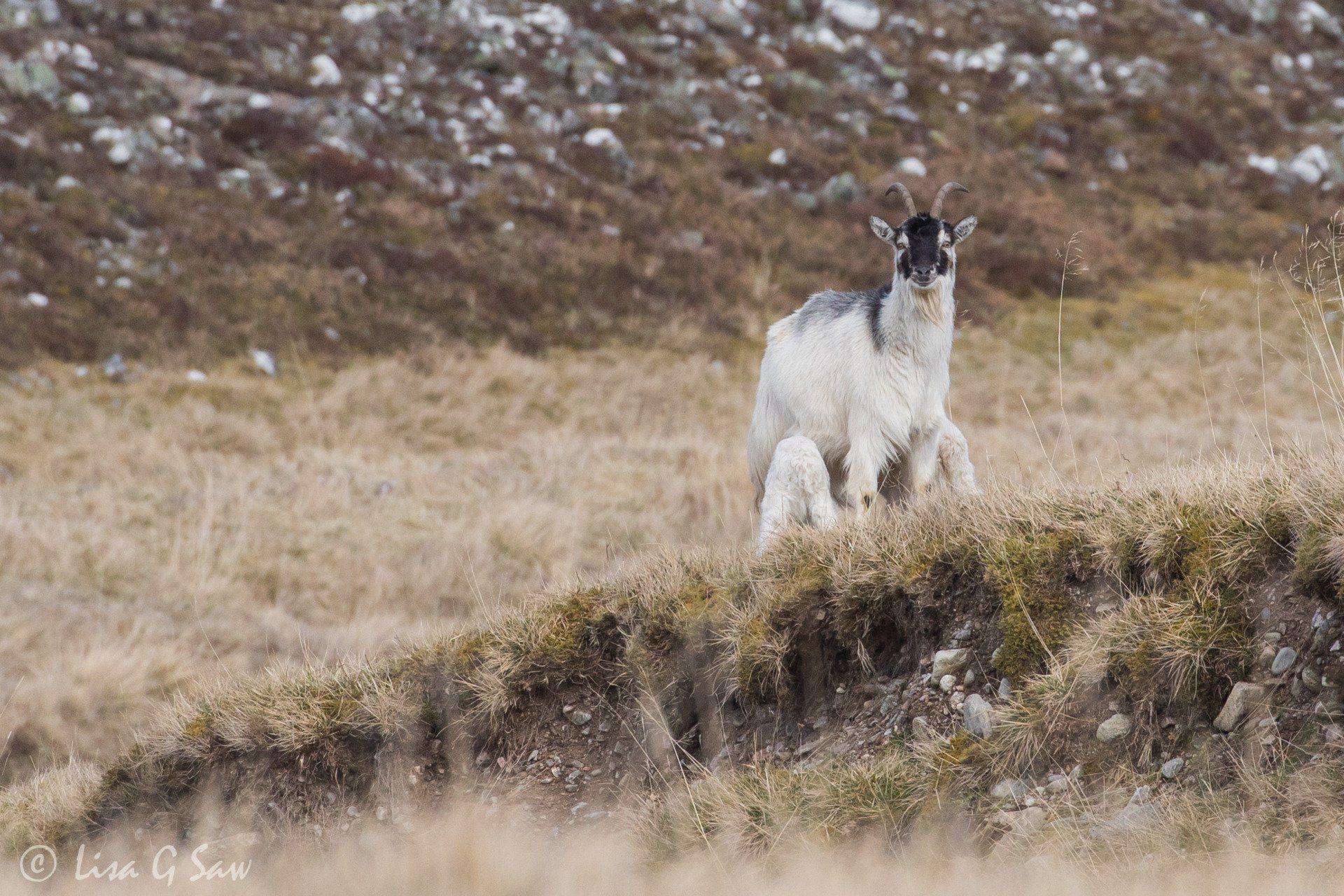 Long-Horned Mountain Goat twins suckling mother