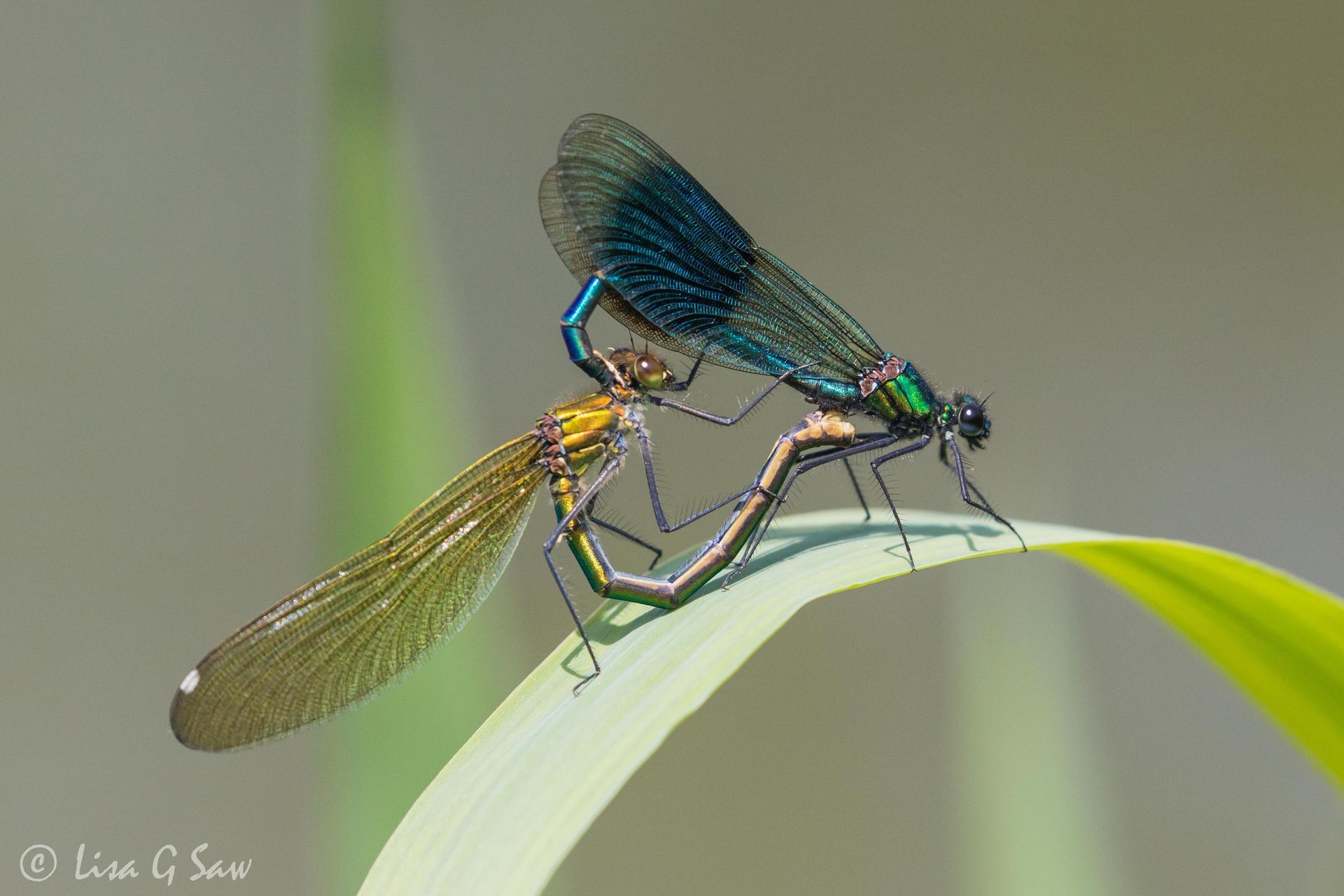 Banded Demoiselle mating wheel