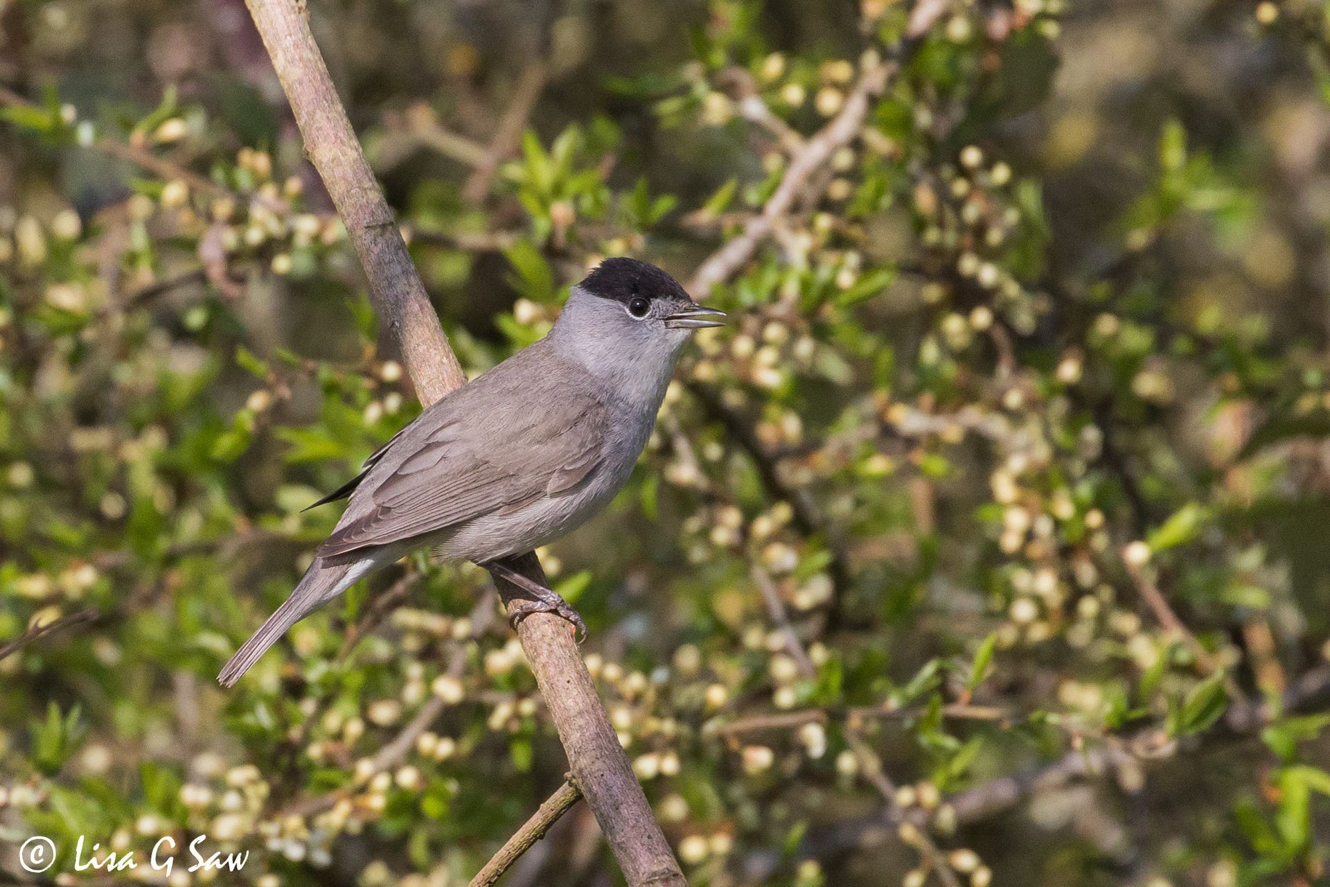 Male Blackcap