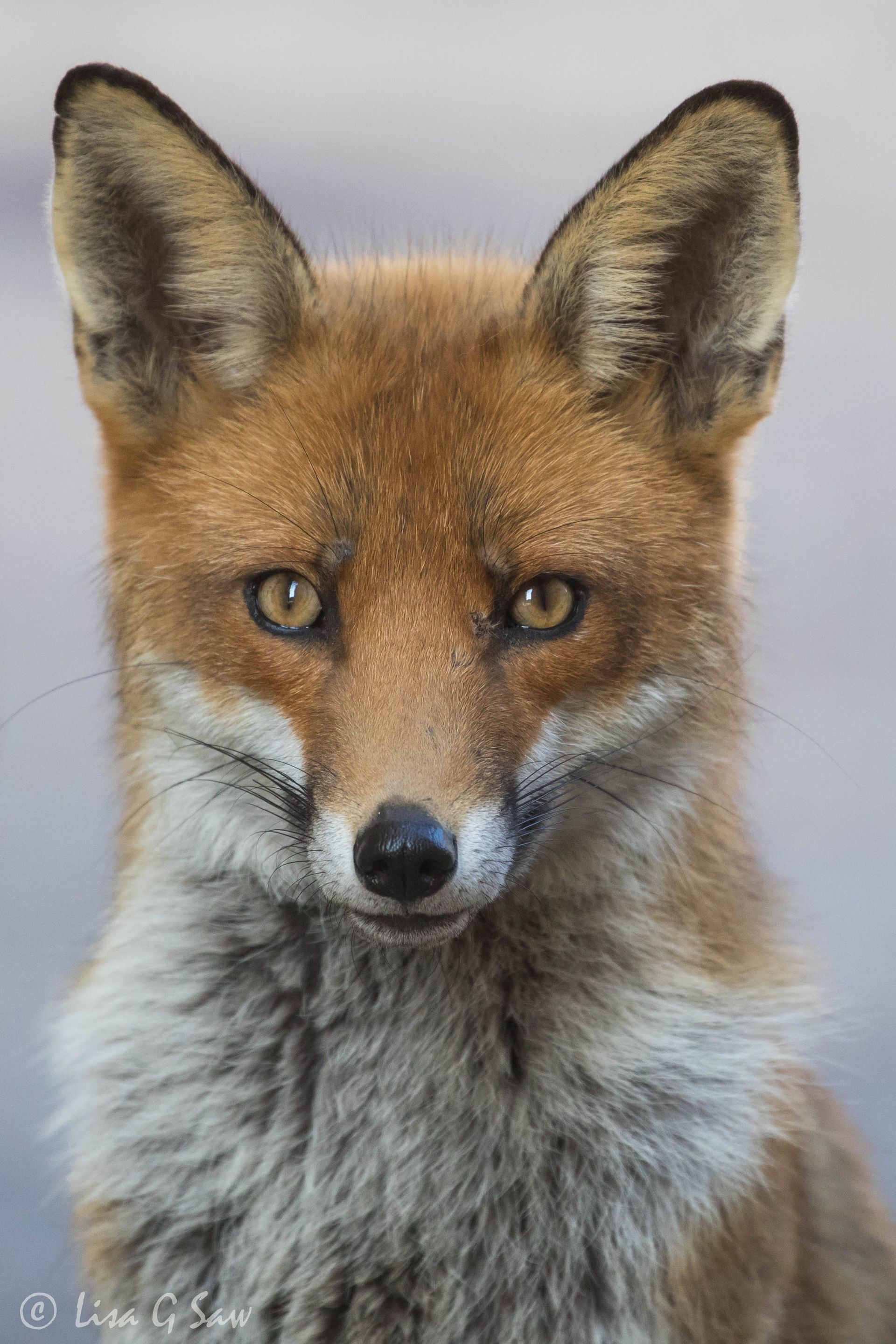 Close up of Urban Fox watching me