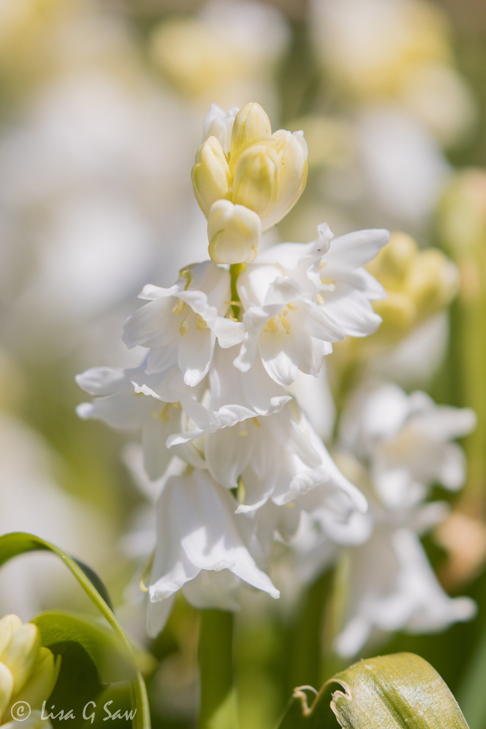 White Bluebells