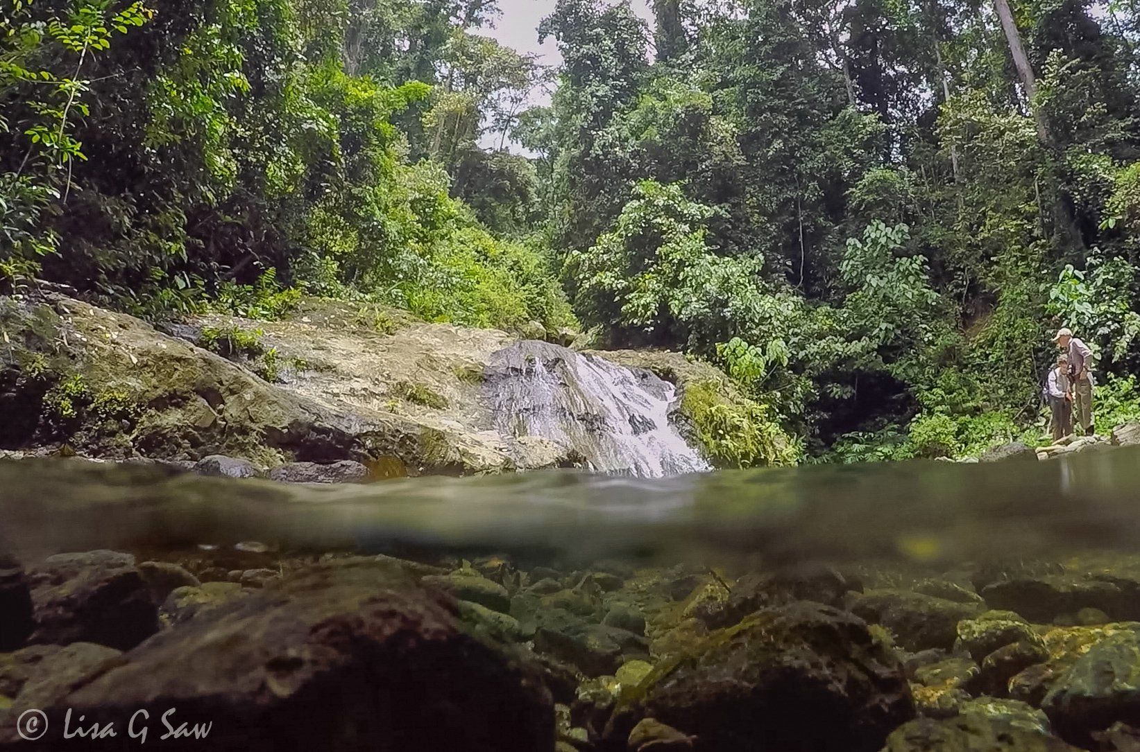 Above and below water level at a waterfall in Danum Valley