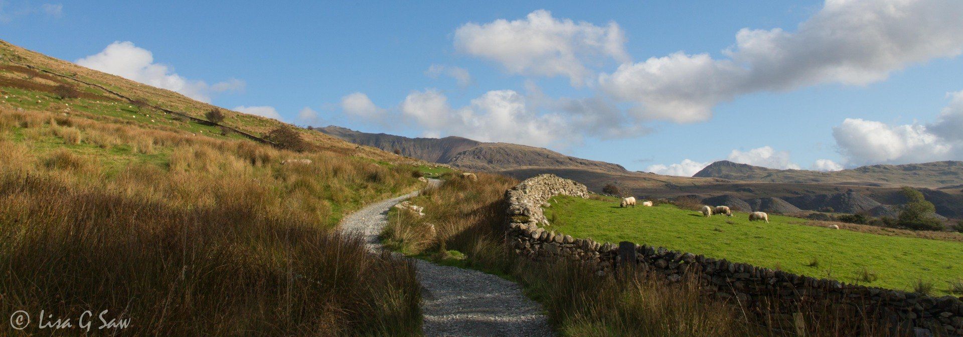 Snowdon Ranger Path up to Snowdon with stone wall and sheep in field