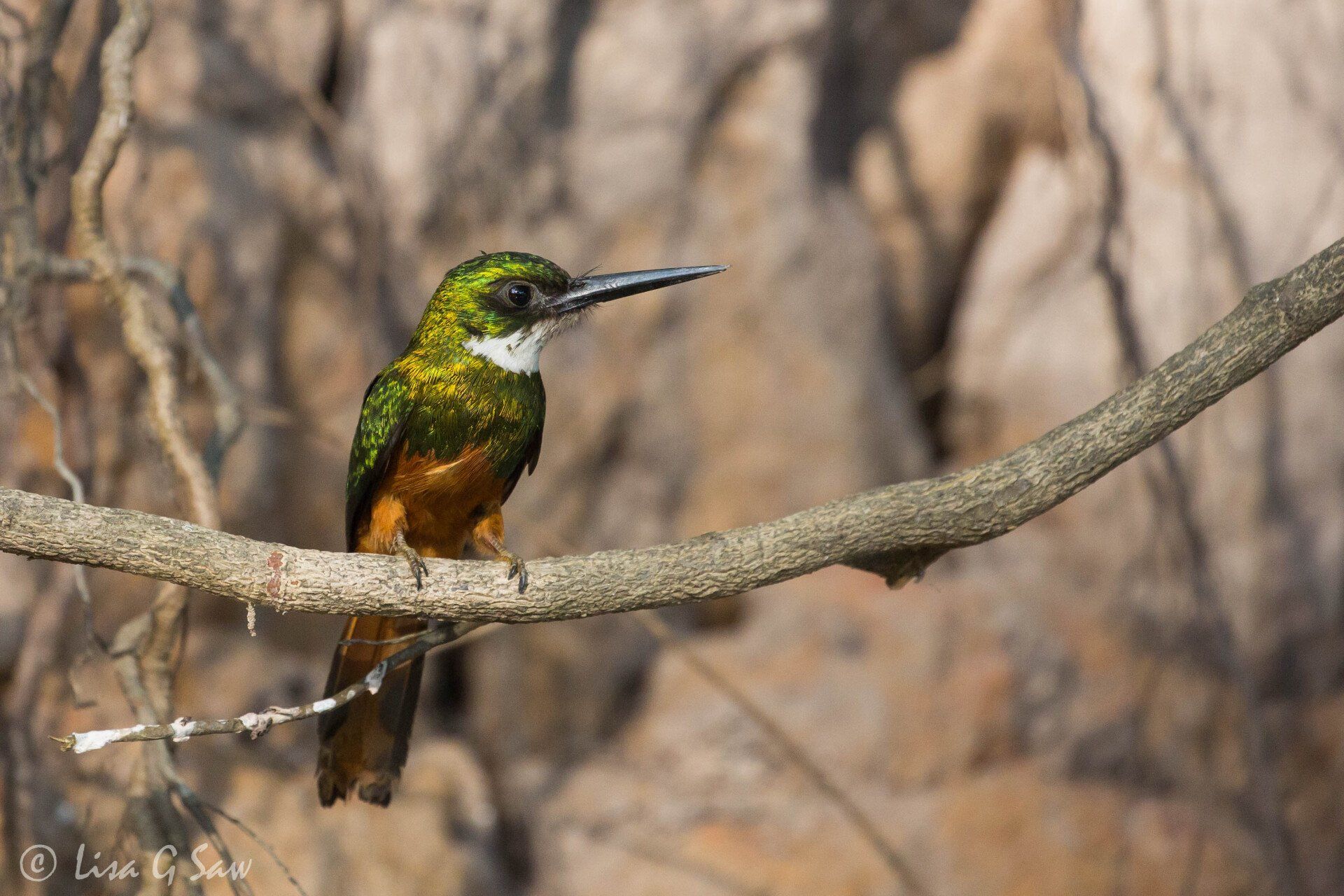 Rufous-Tailed Jacamar perched