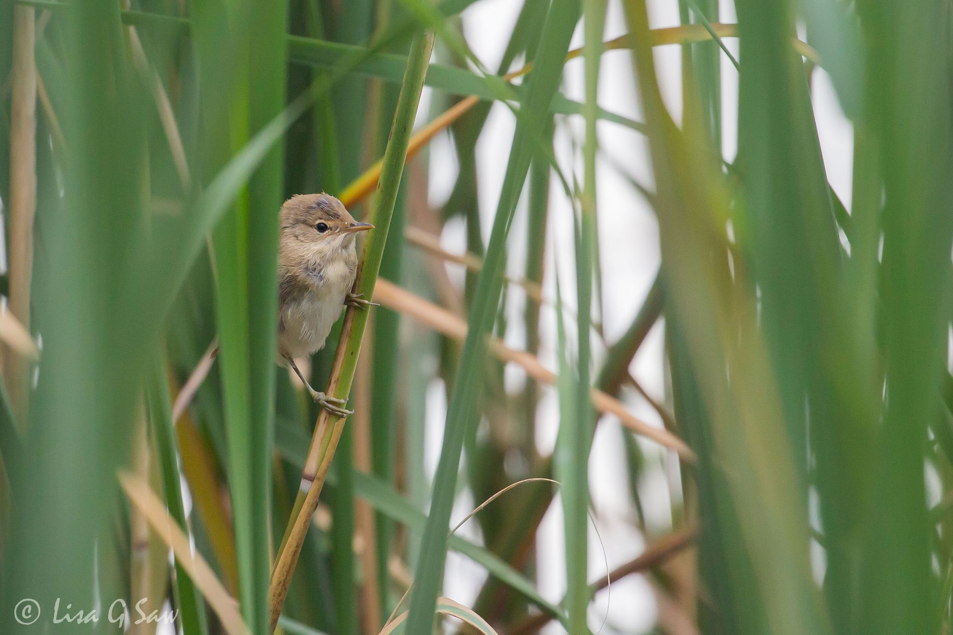 Reed Warbler fledgling