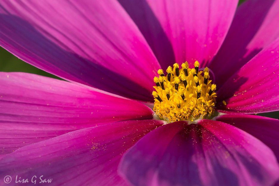 Close up of Garden Cosmos (Cosmos bipinnatus)