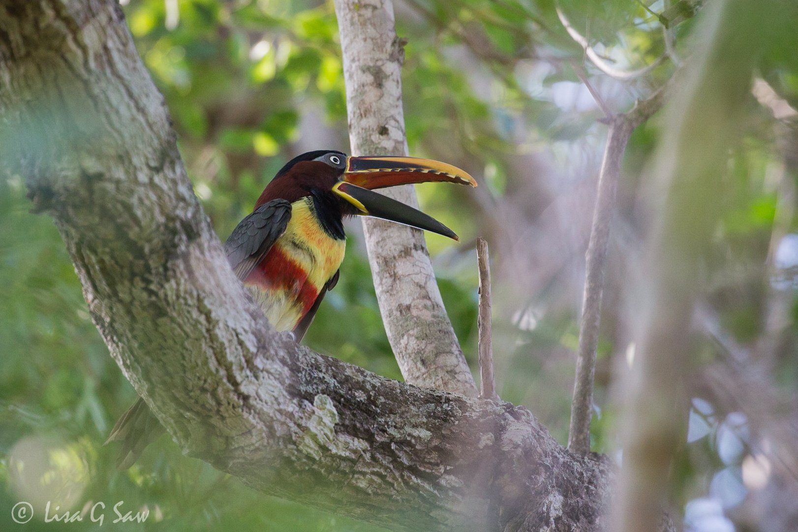 Chestnut-Eared Aracari on a branch