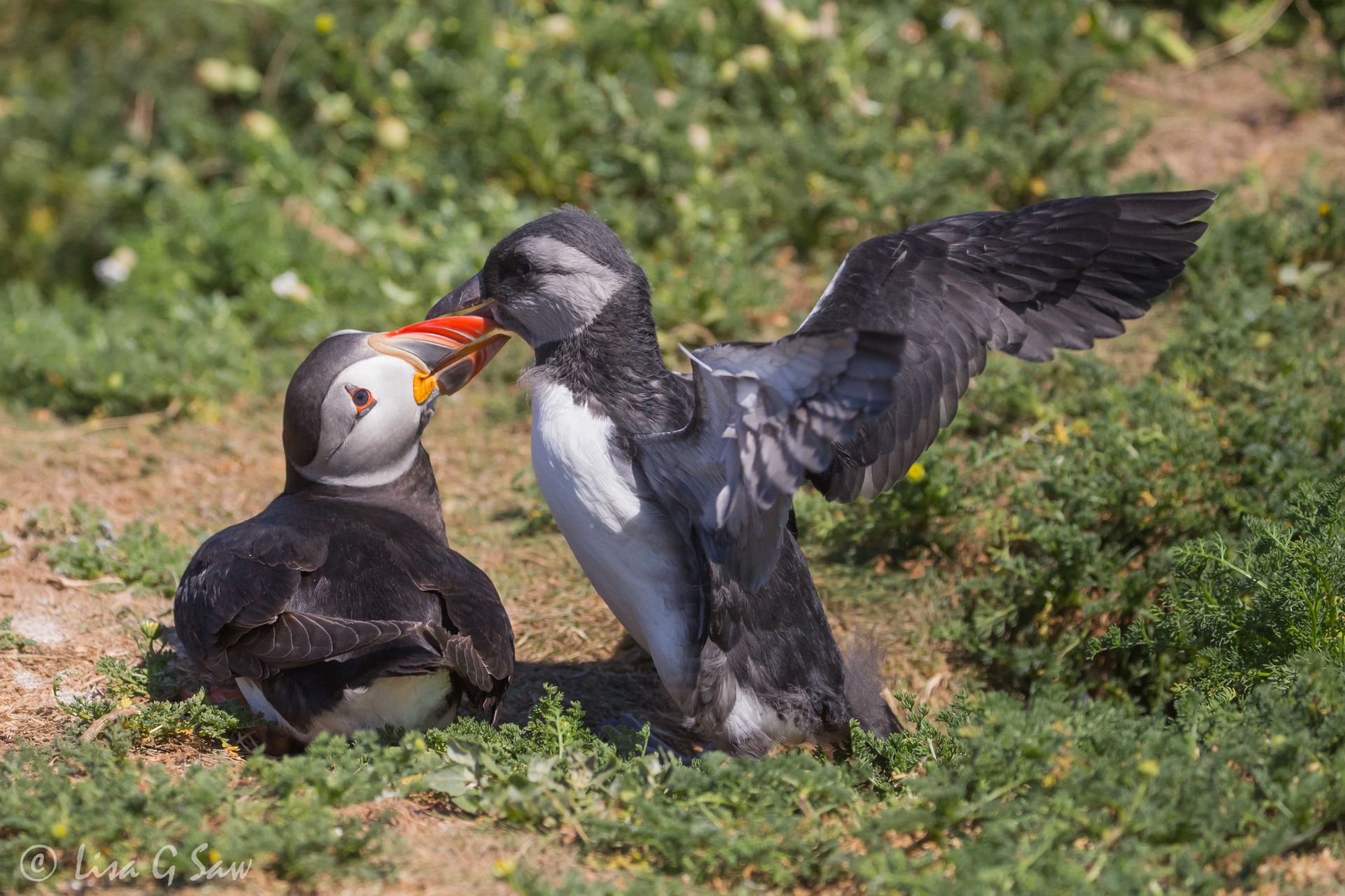 Puffin with puffling emerging from burrow with wings open